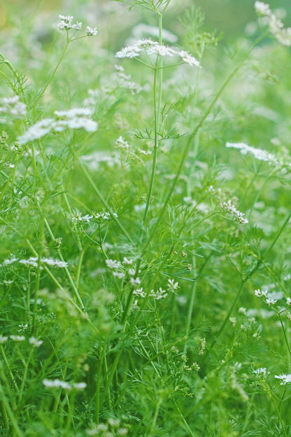 Coriander