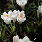 Krokus vernus 'Jeanne d'Arc'