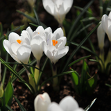 Krokus vernus 'Jeanne d'Arc'