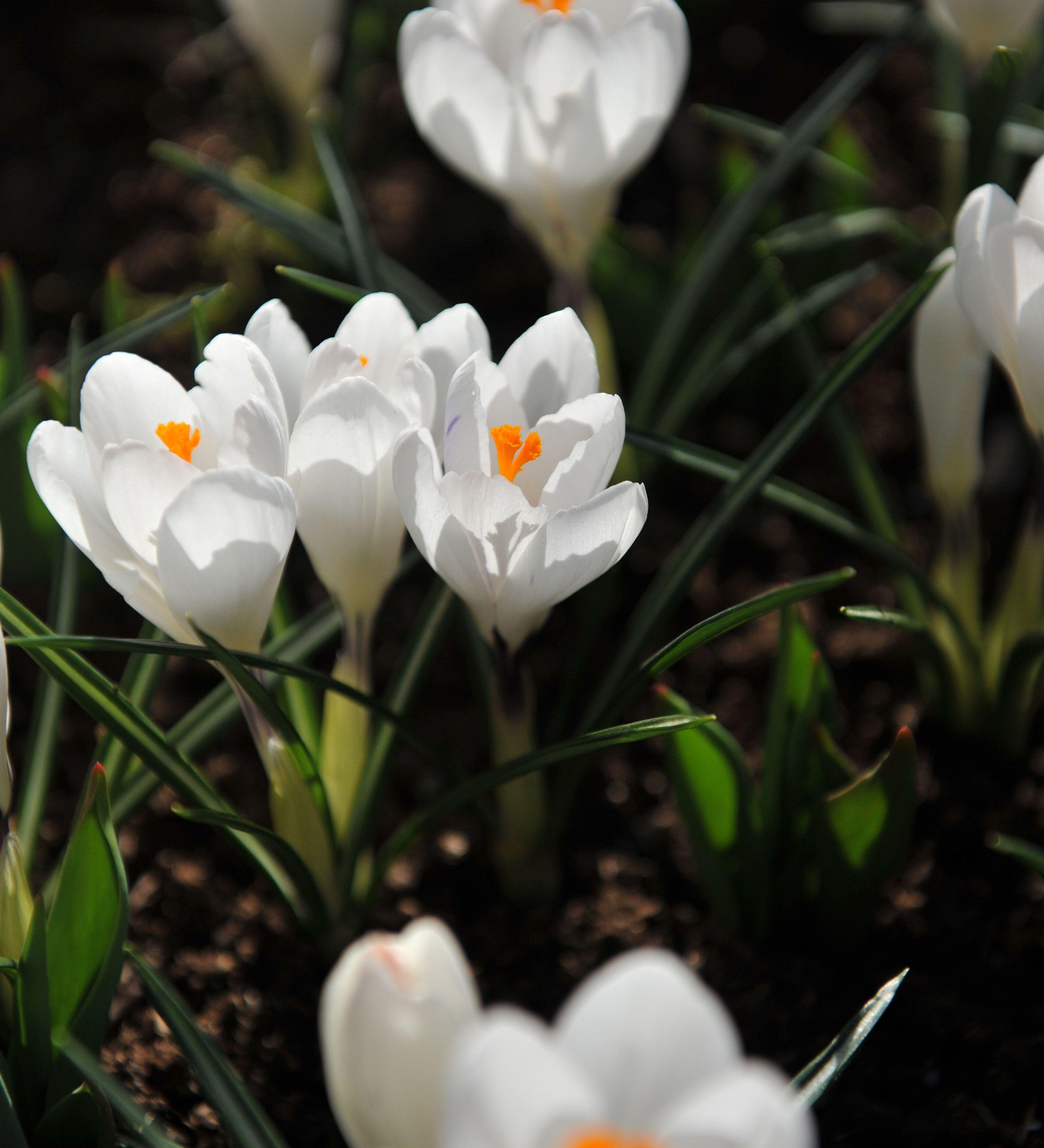 Krokus vernus 'Jeanne d'Arc'