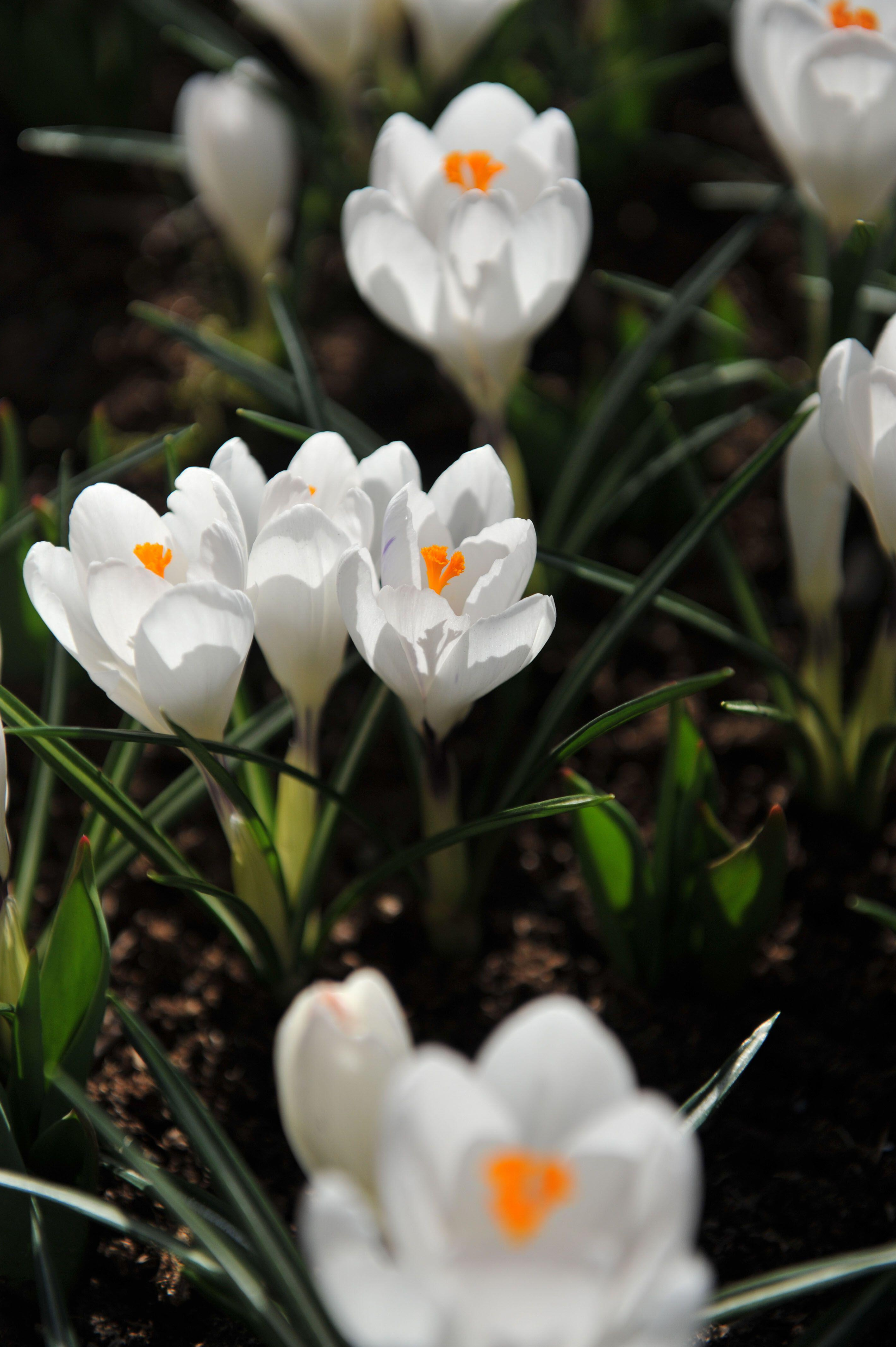 Krokus vernus 'Jeanne d'Arc'