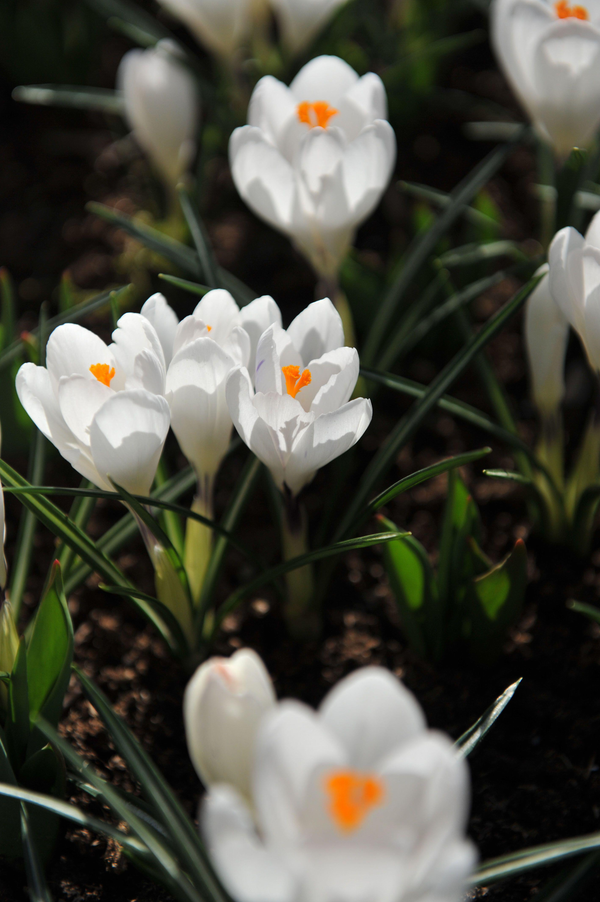 Krokus vernus 'Jeanne d'Arc'