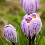 Krokus vernus 'King of the Striped'