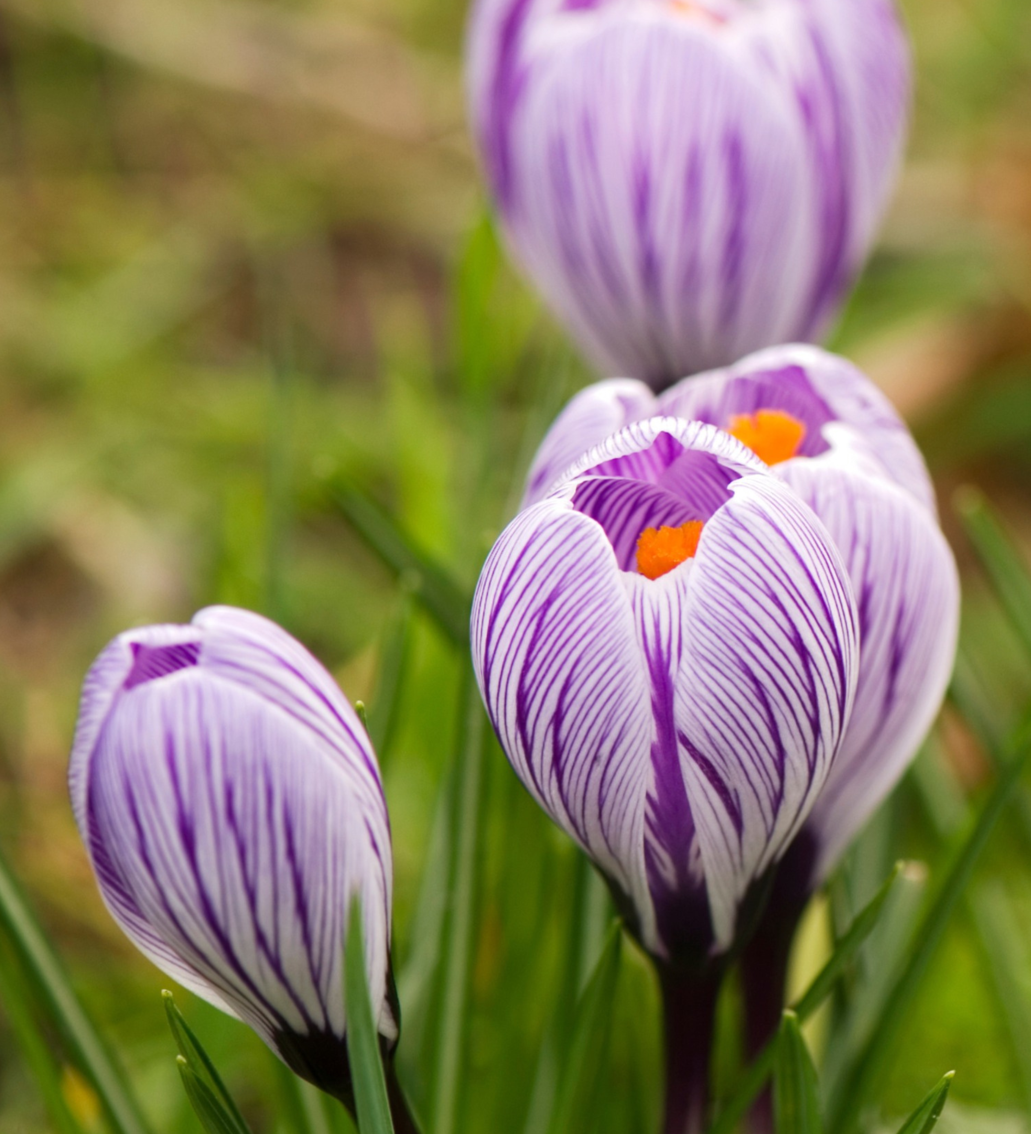Krokus vernus 'King of the Striped'