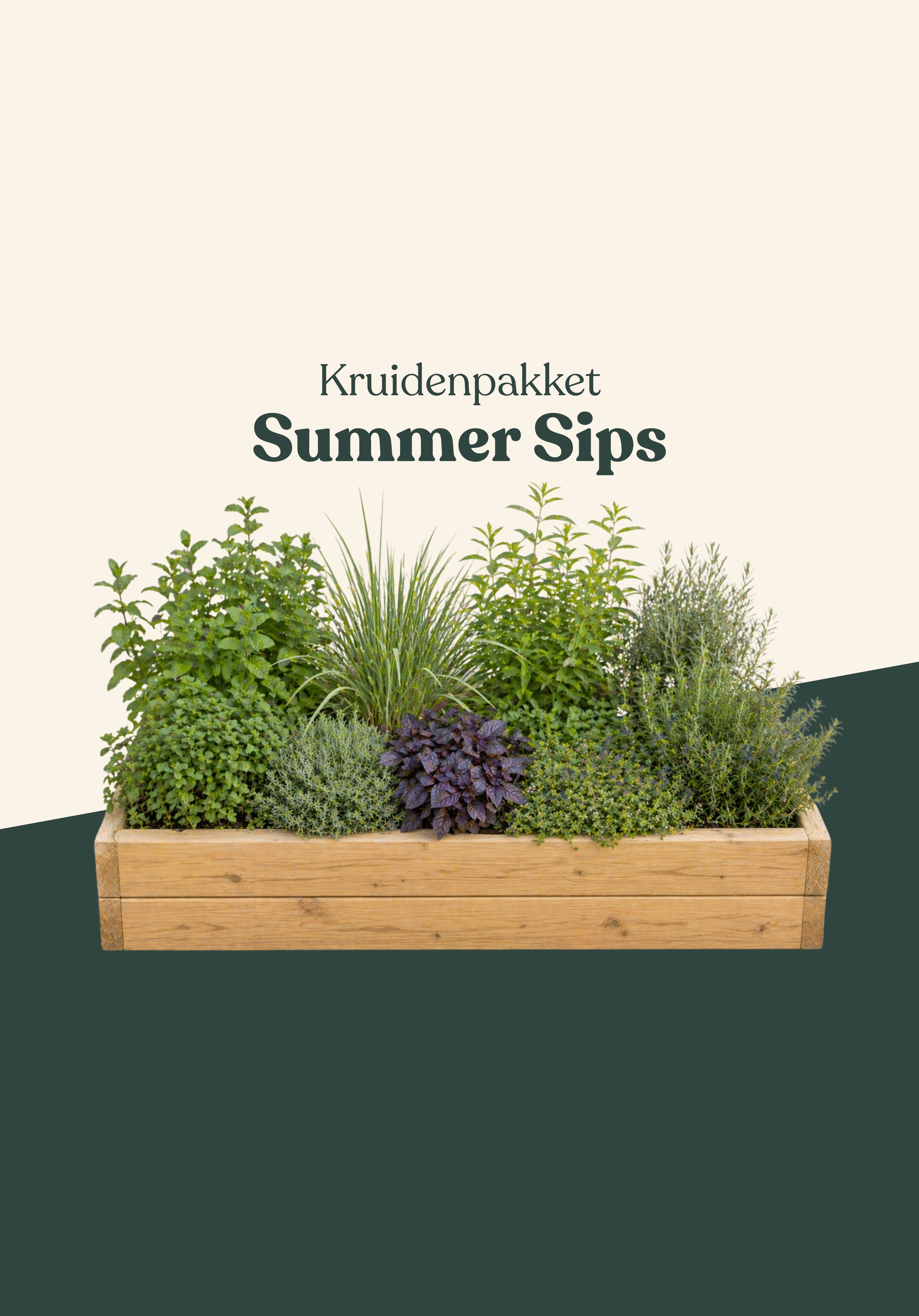 Kruidenpakket: Summer Sips-Angelo