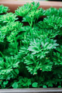 Krulpeterselie-Angelo