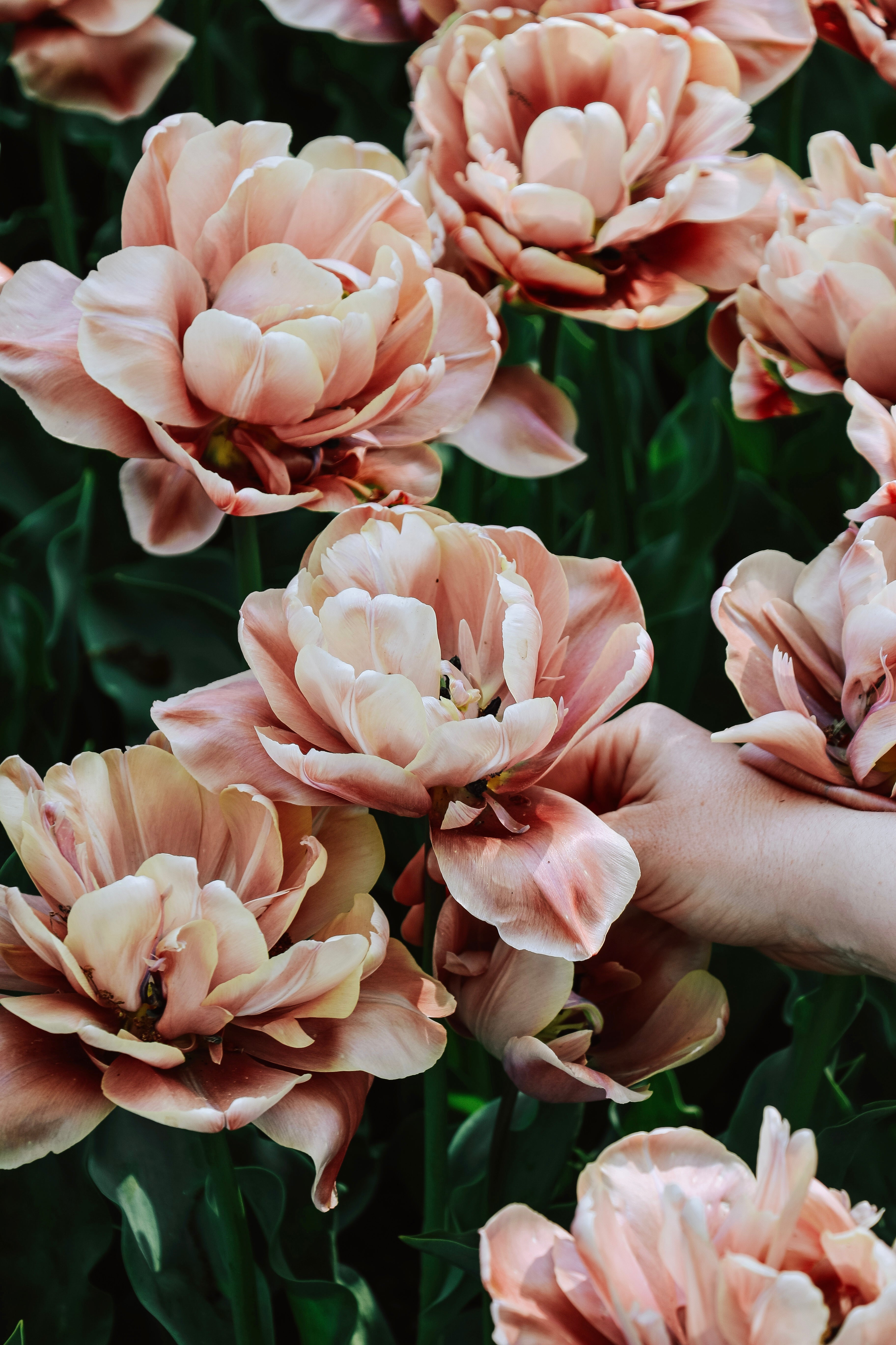 Tulip La Belle Epoque
