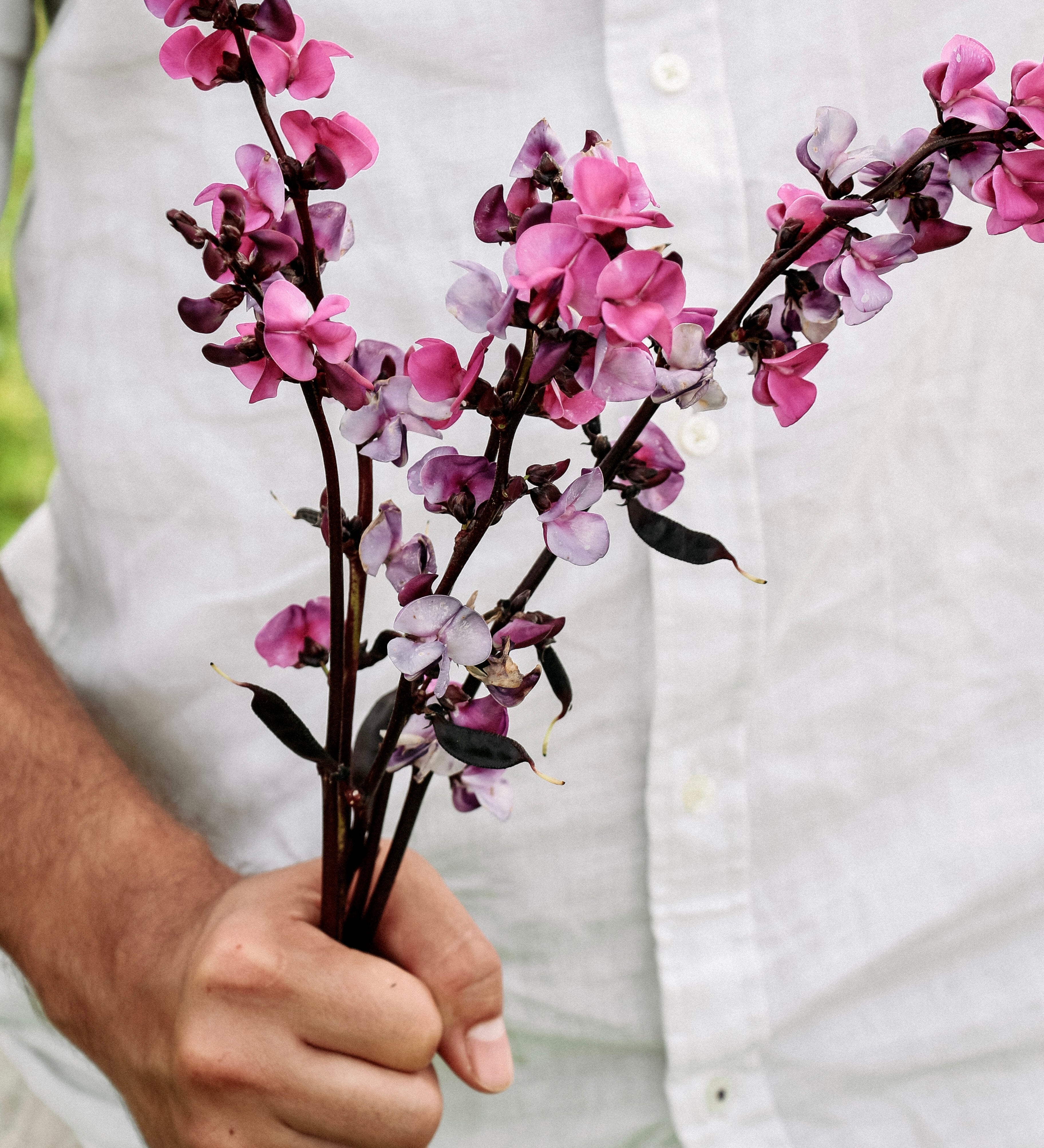 Lablab purpureus 'ruby moon'-Angelo