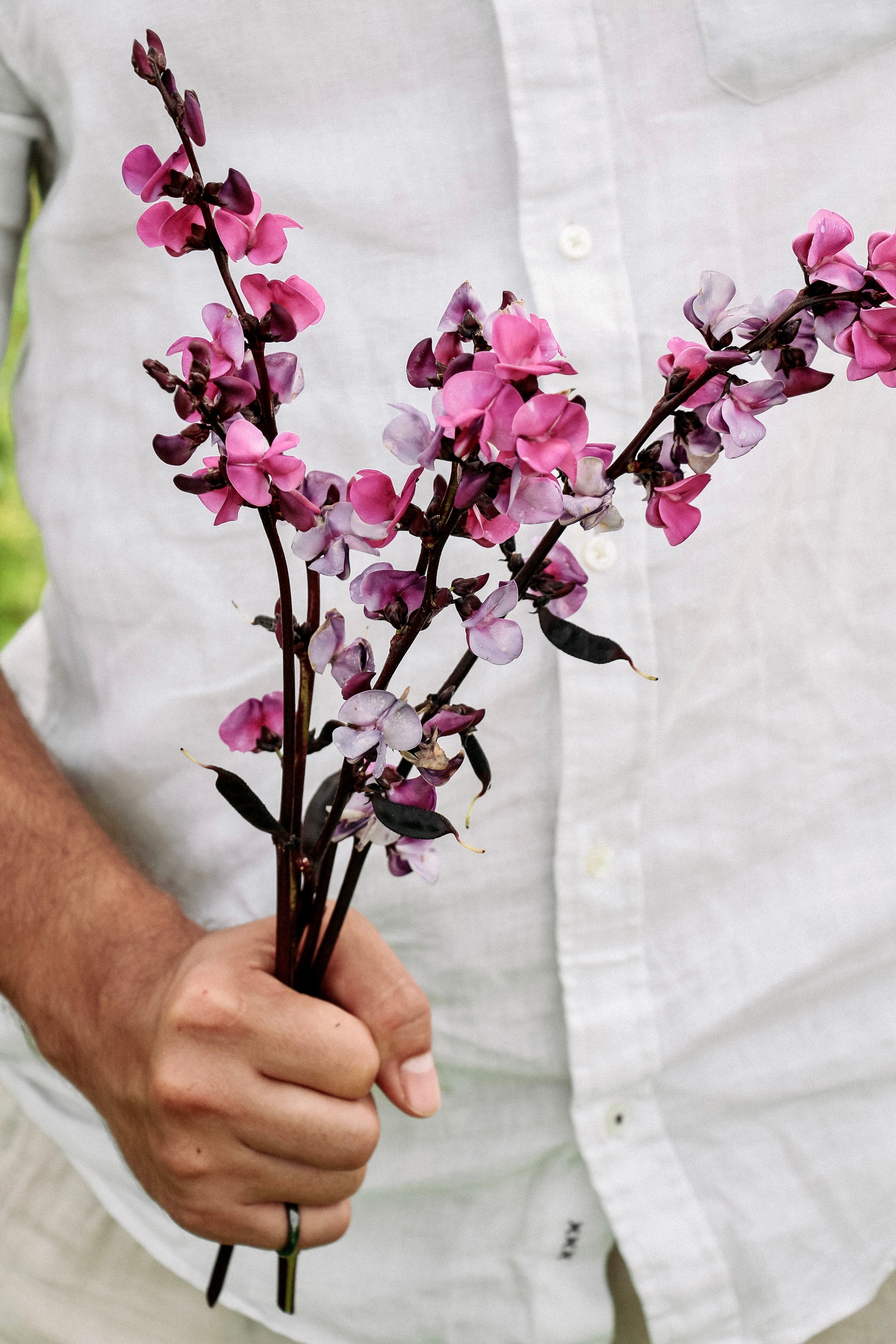 Lablab purpureus 'ruby moon'-Angelo