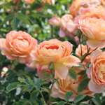 Struikroos 'Lady of Shalott'