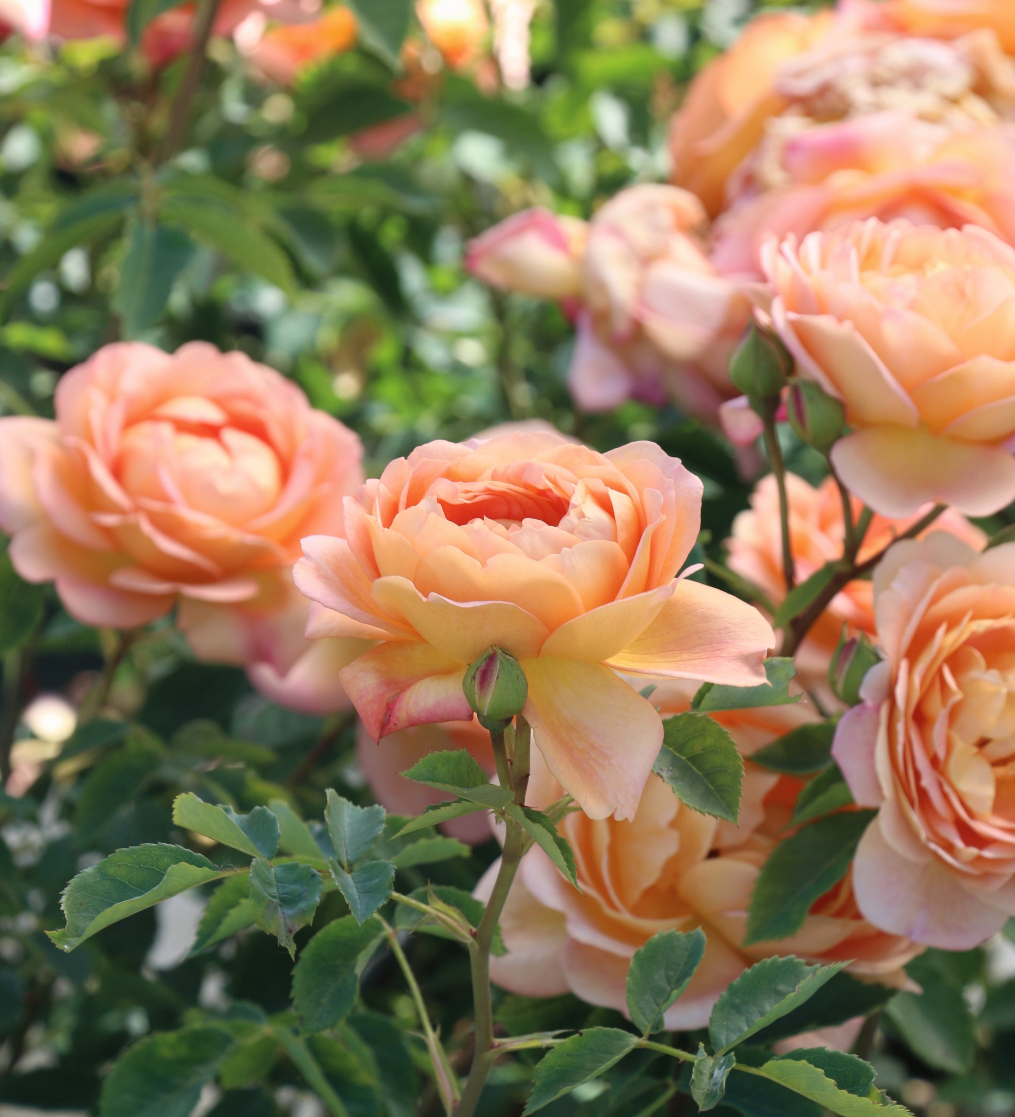 Ontdek onze rozen