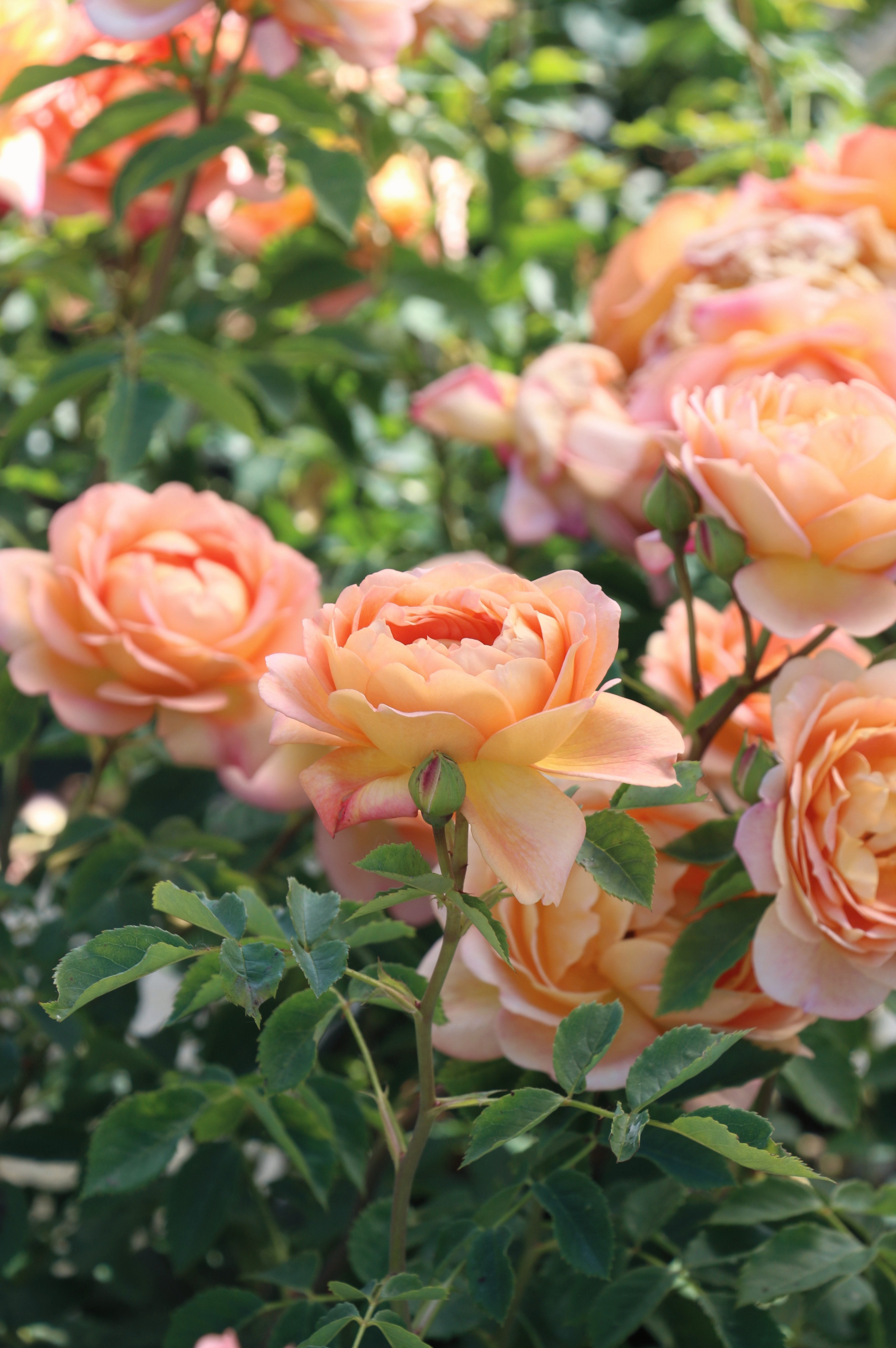 Struikroos 'Lady of Shalott'