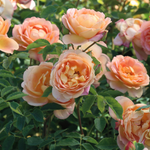 Struikroos 'Lady of Shalott'