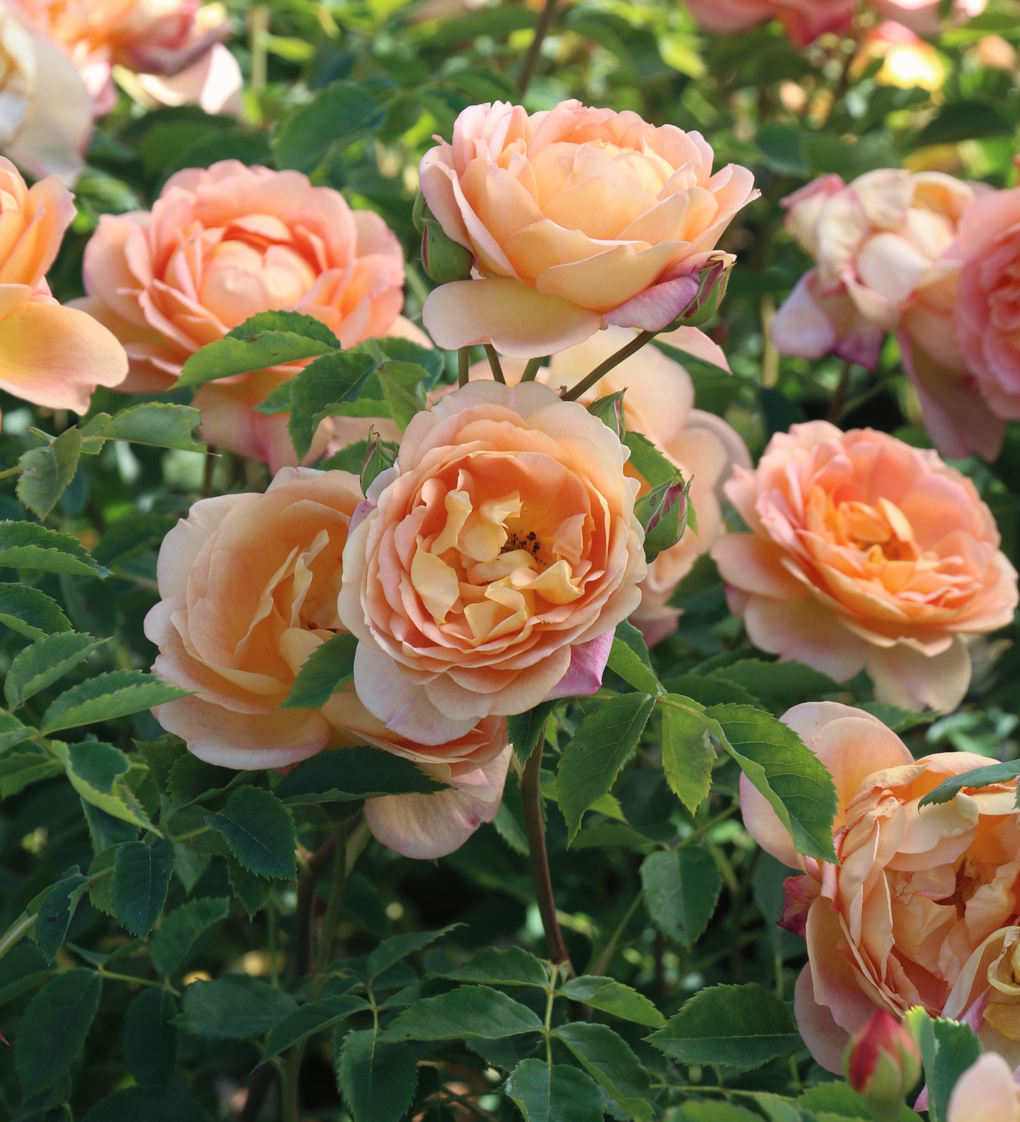 Ontdek onze rozen