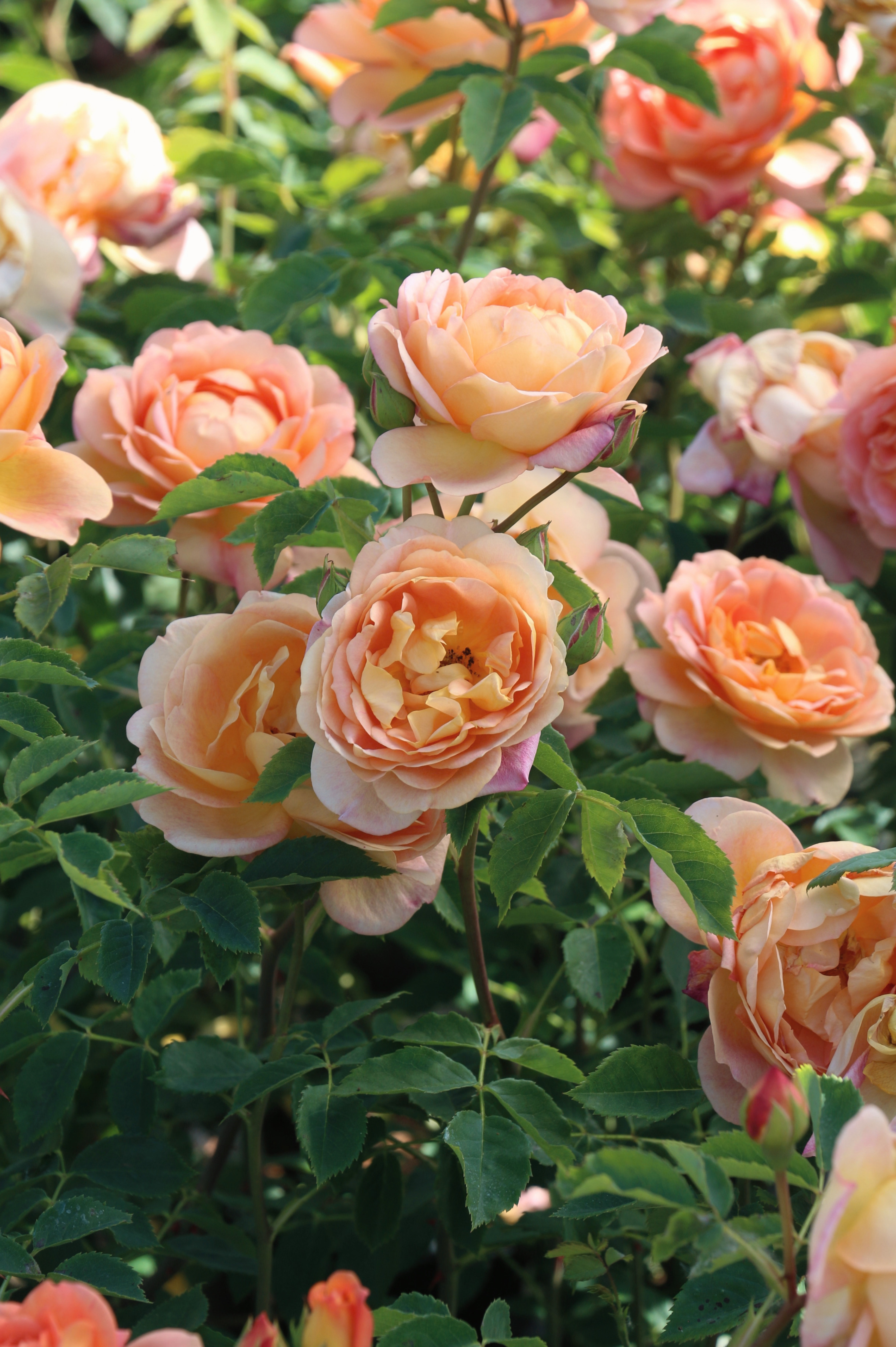 Struikroos 'Lady of Shalott'