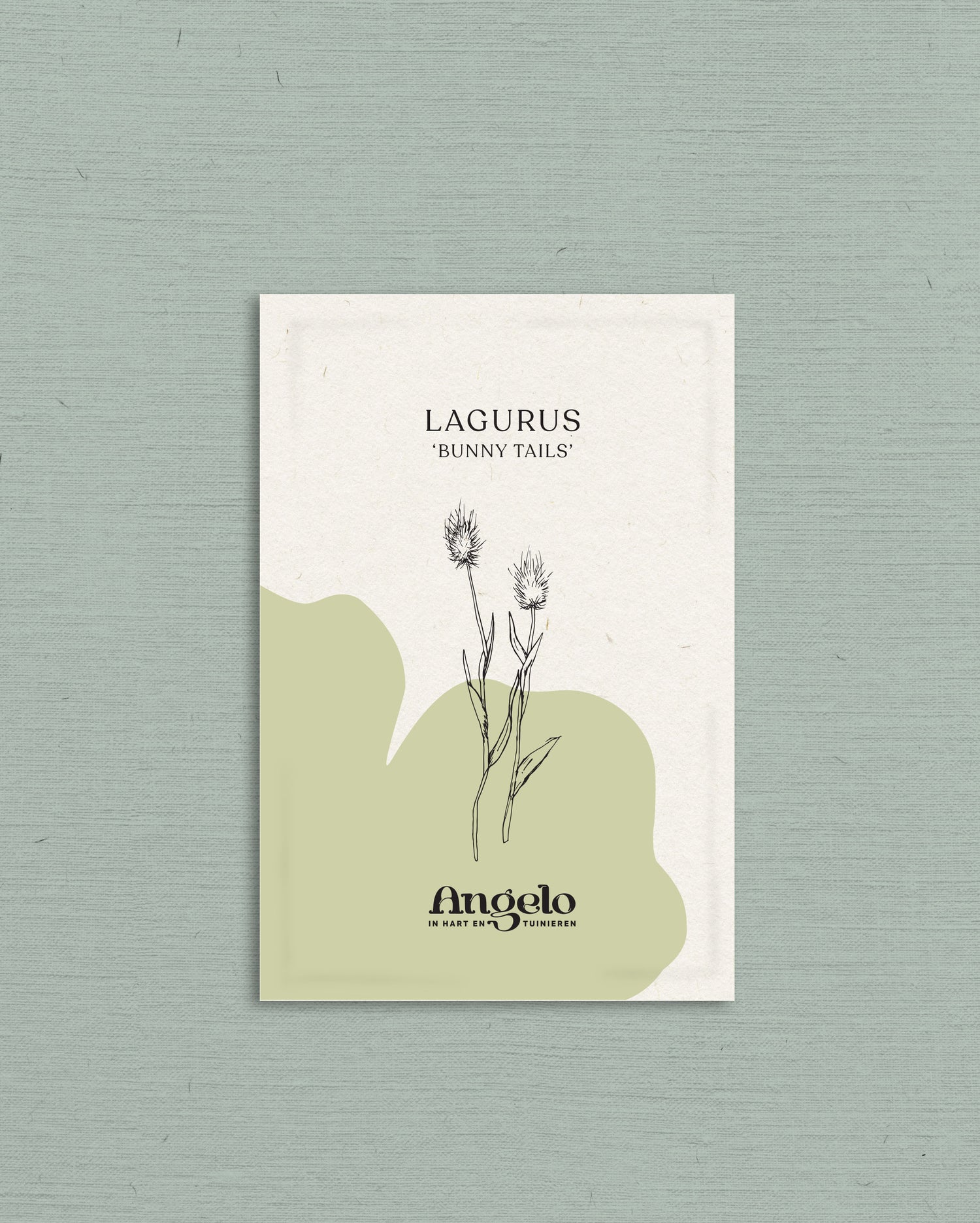 Lagurus ovatus &