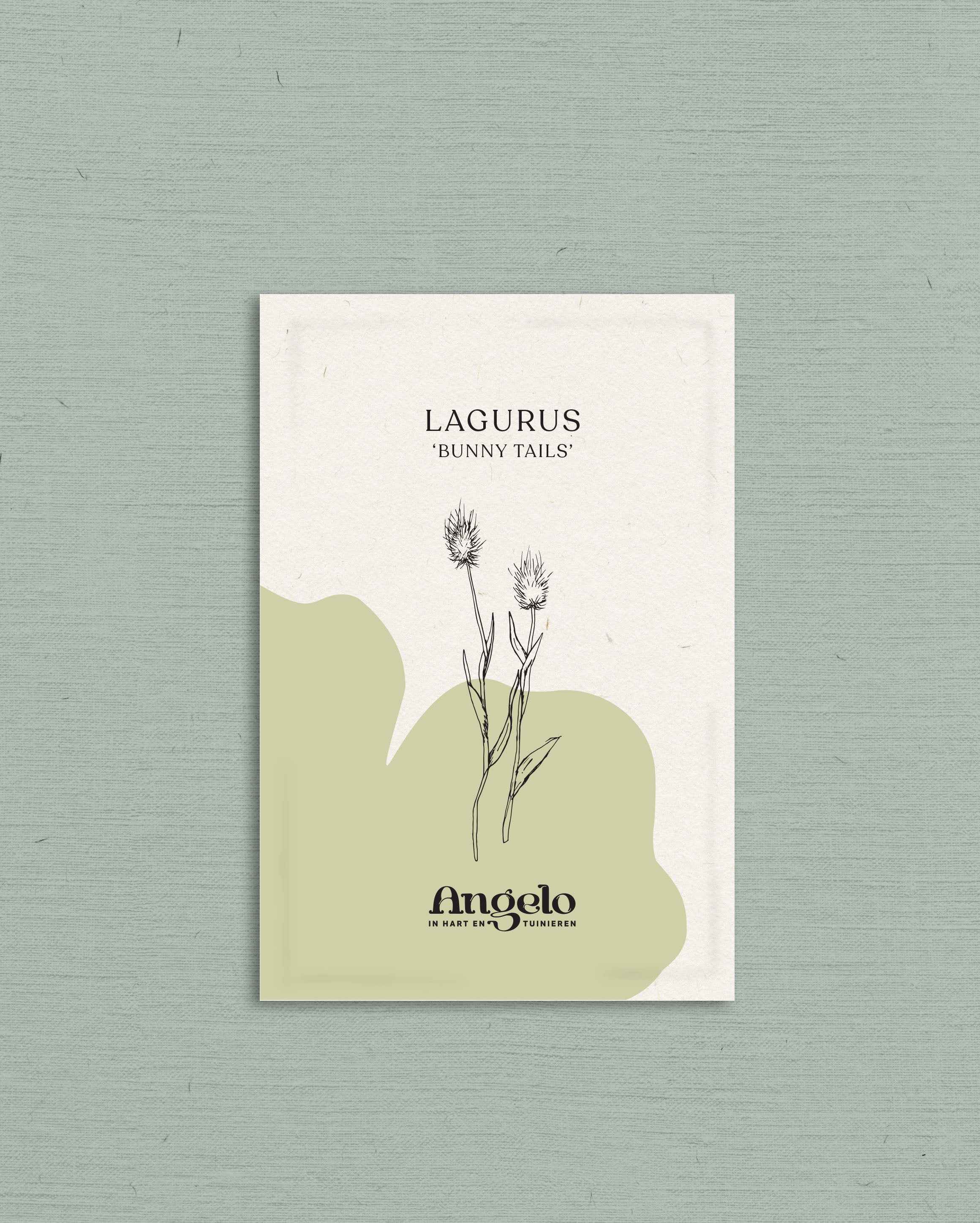Lagurus ovatus &