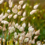 Lagurus ovatus 'bunny tails'-Angelo