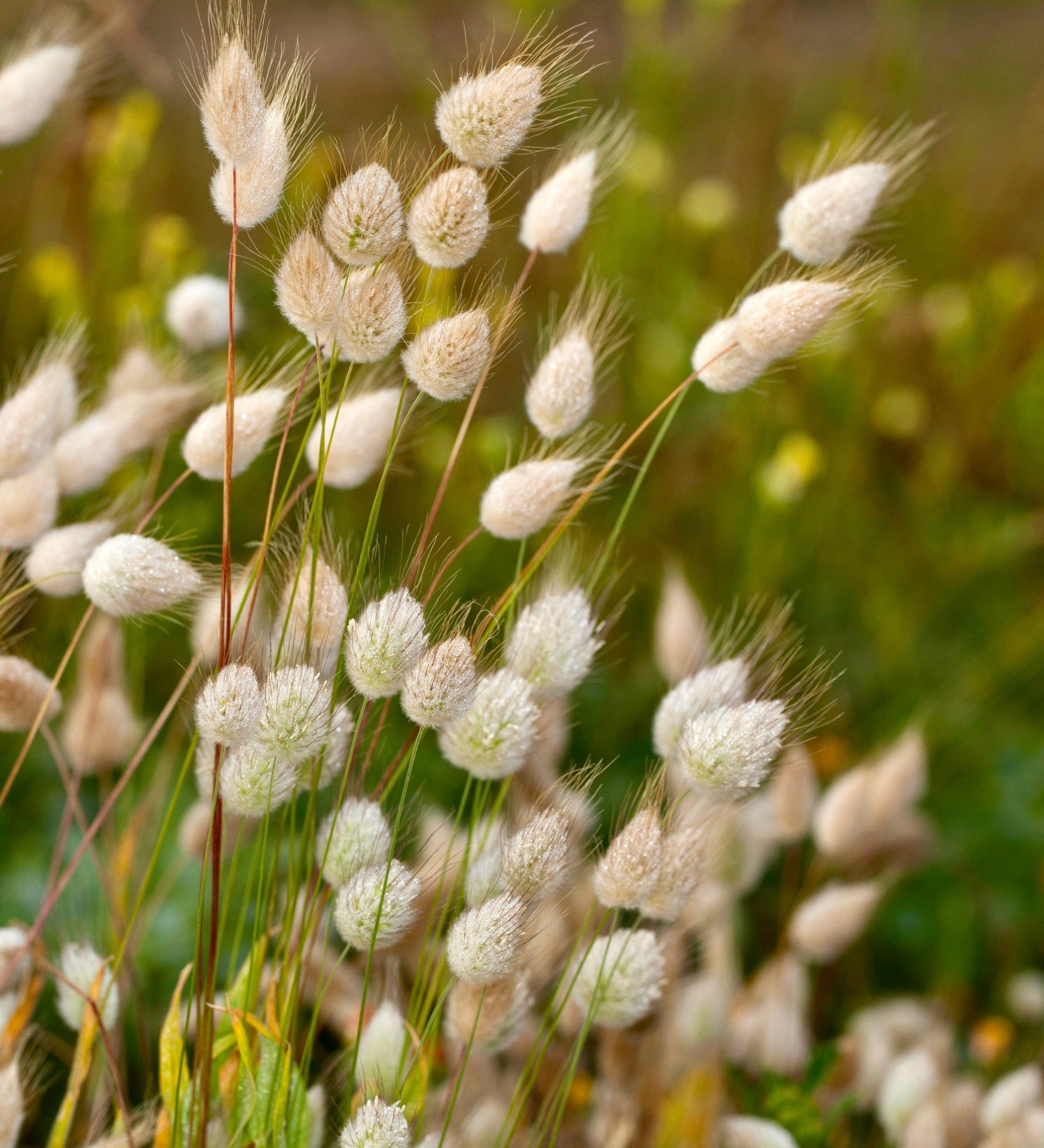 Lagurus ovatus 'bunny tails'-Angelo