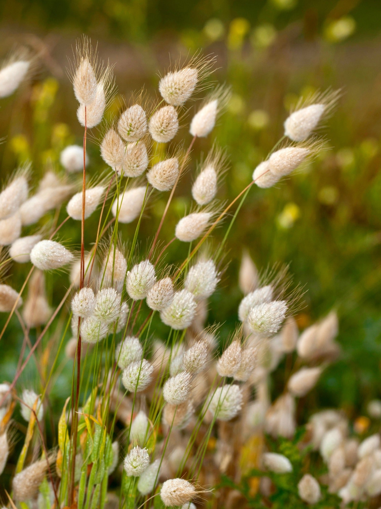 Lagurus ovatus 'bunny tails'-Angelo