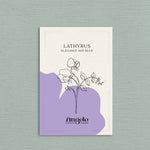 Lathyrus elegance 'Mid Blue'-Angelo