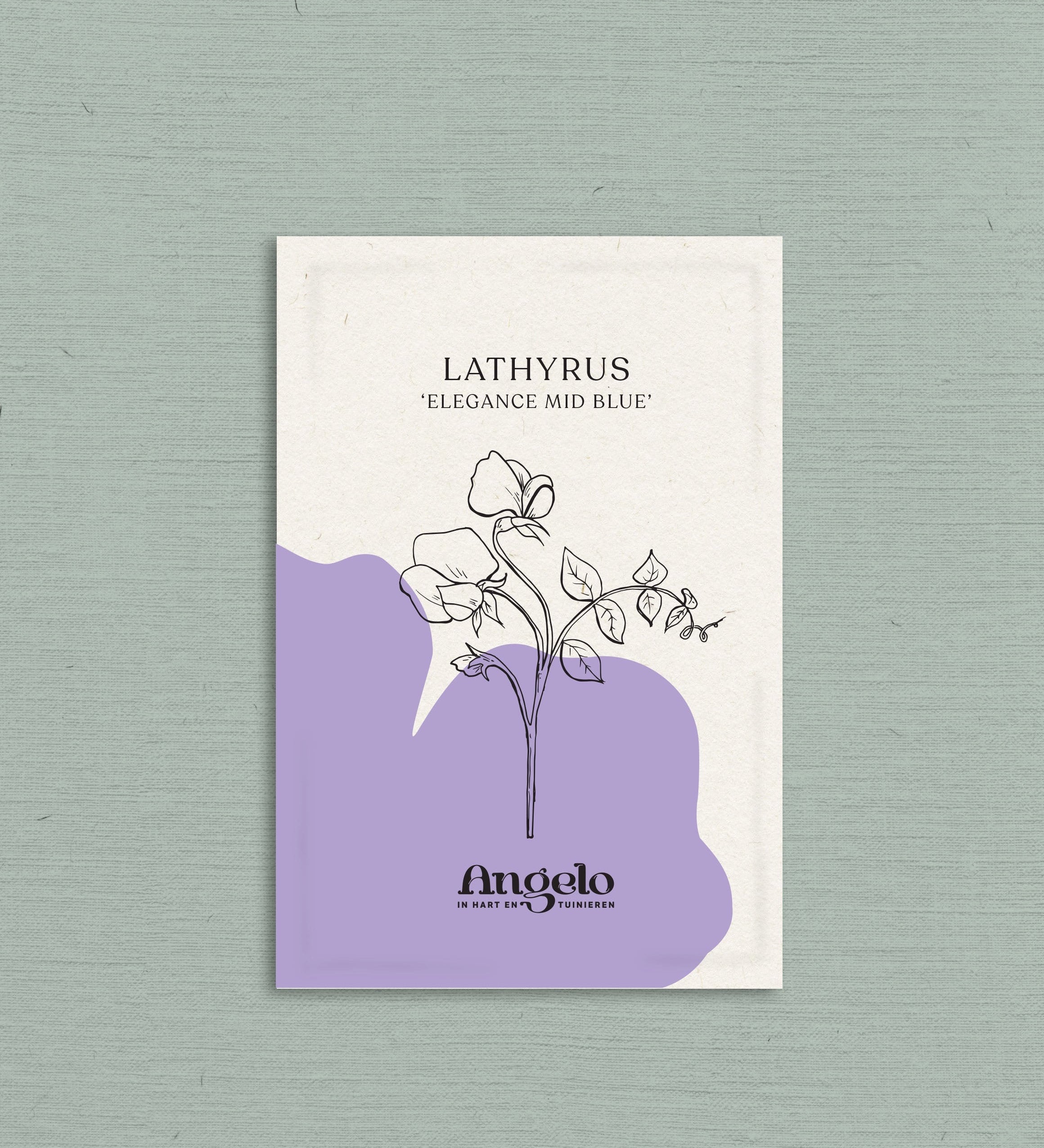 Lathyrus elegance 'Mid Blue'-Angelo