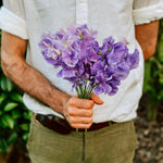 Lathyrus elegance 'Mid Blue'-Angelo