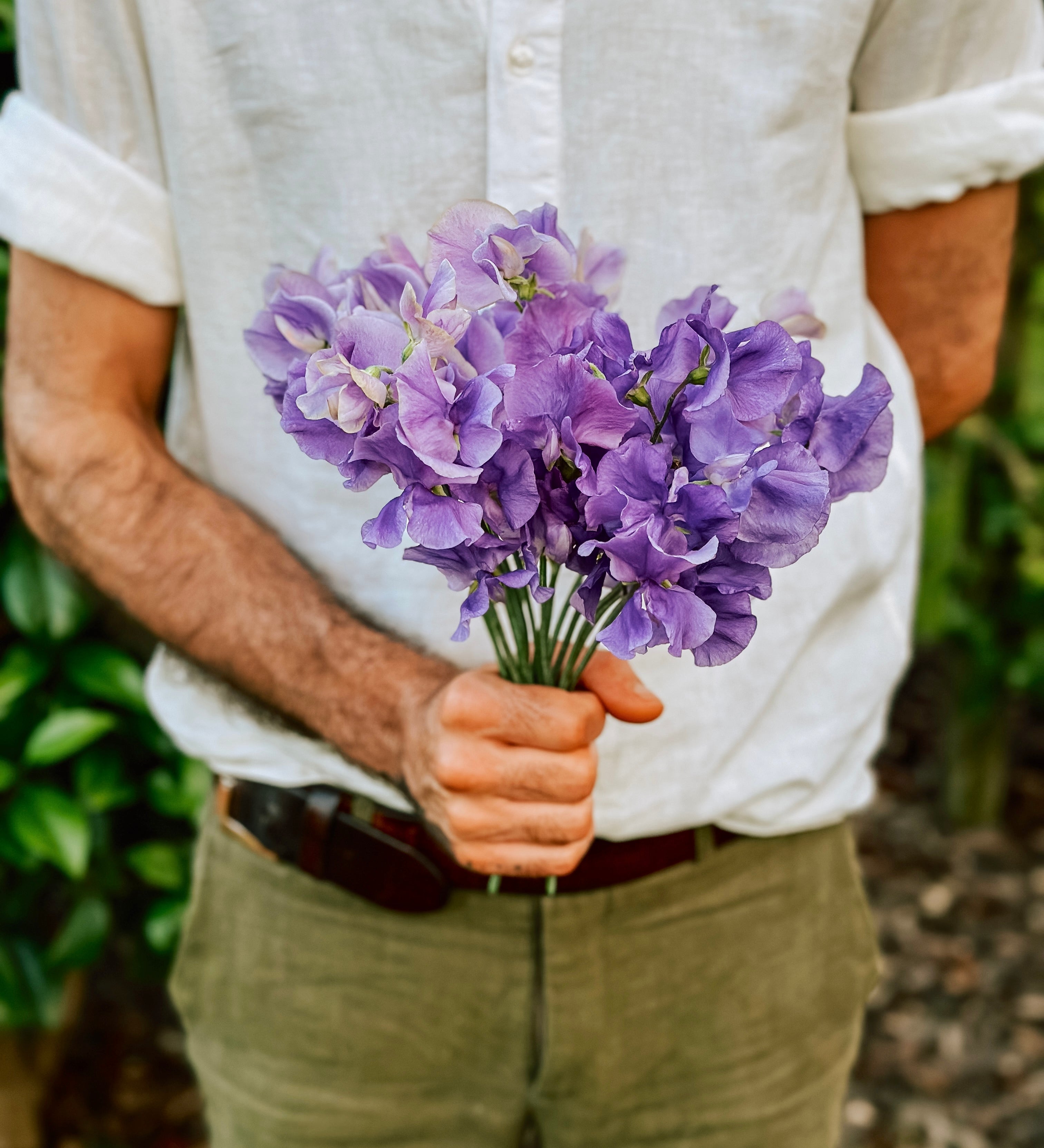 Lathyrus elegance 'Mid Blue'-Angelo