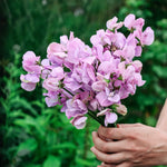 Lathyrus odoratus elegance 'Lavender'-Angelo