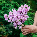 Lathyrus odoratus elegance 'Lavender'-Angelo