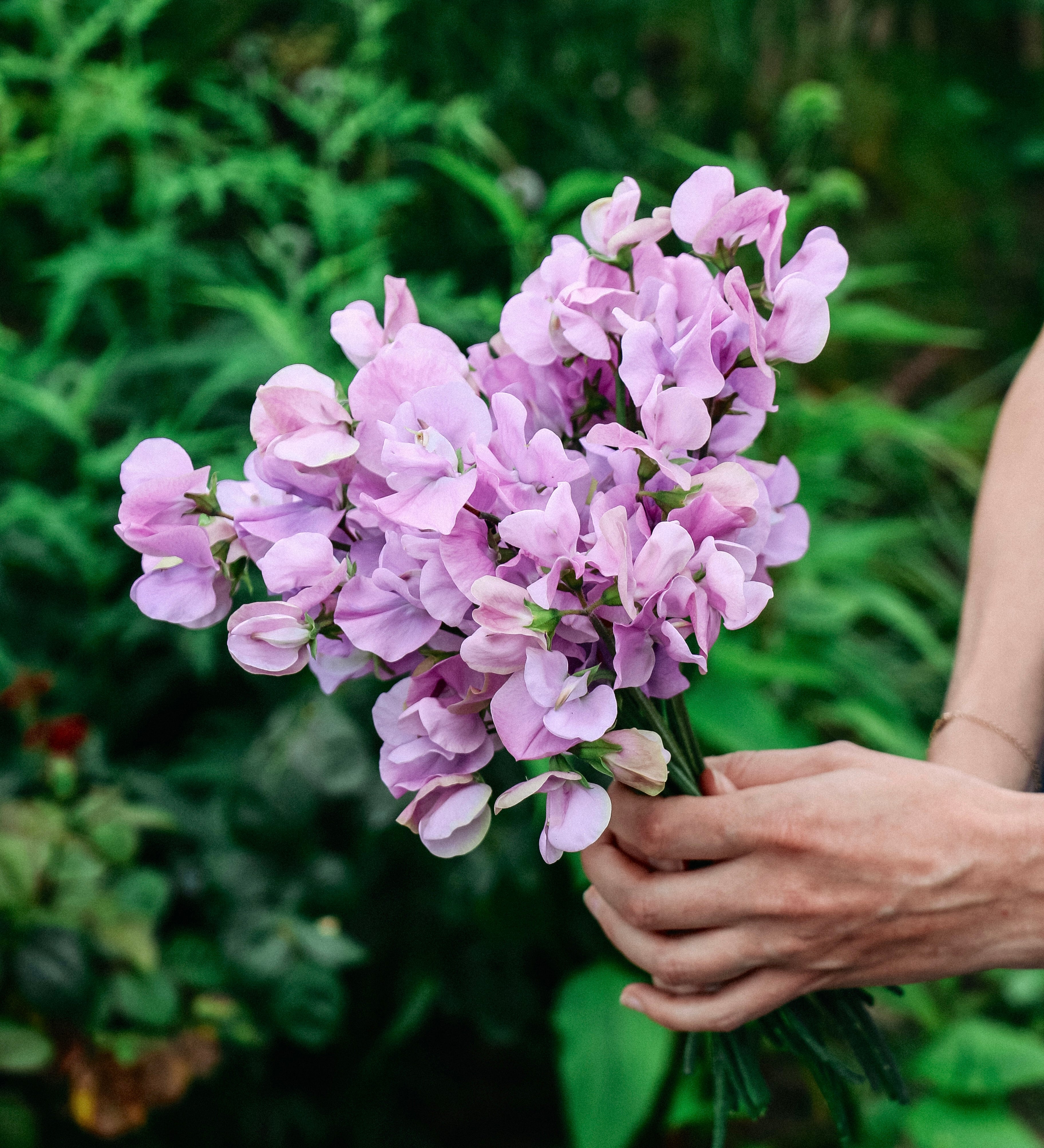 Lathyrus odoratus elegance 'Lavender'-Angelo