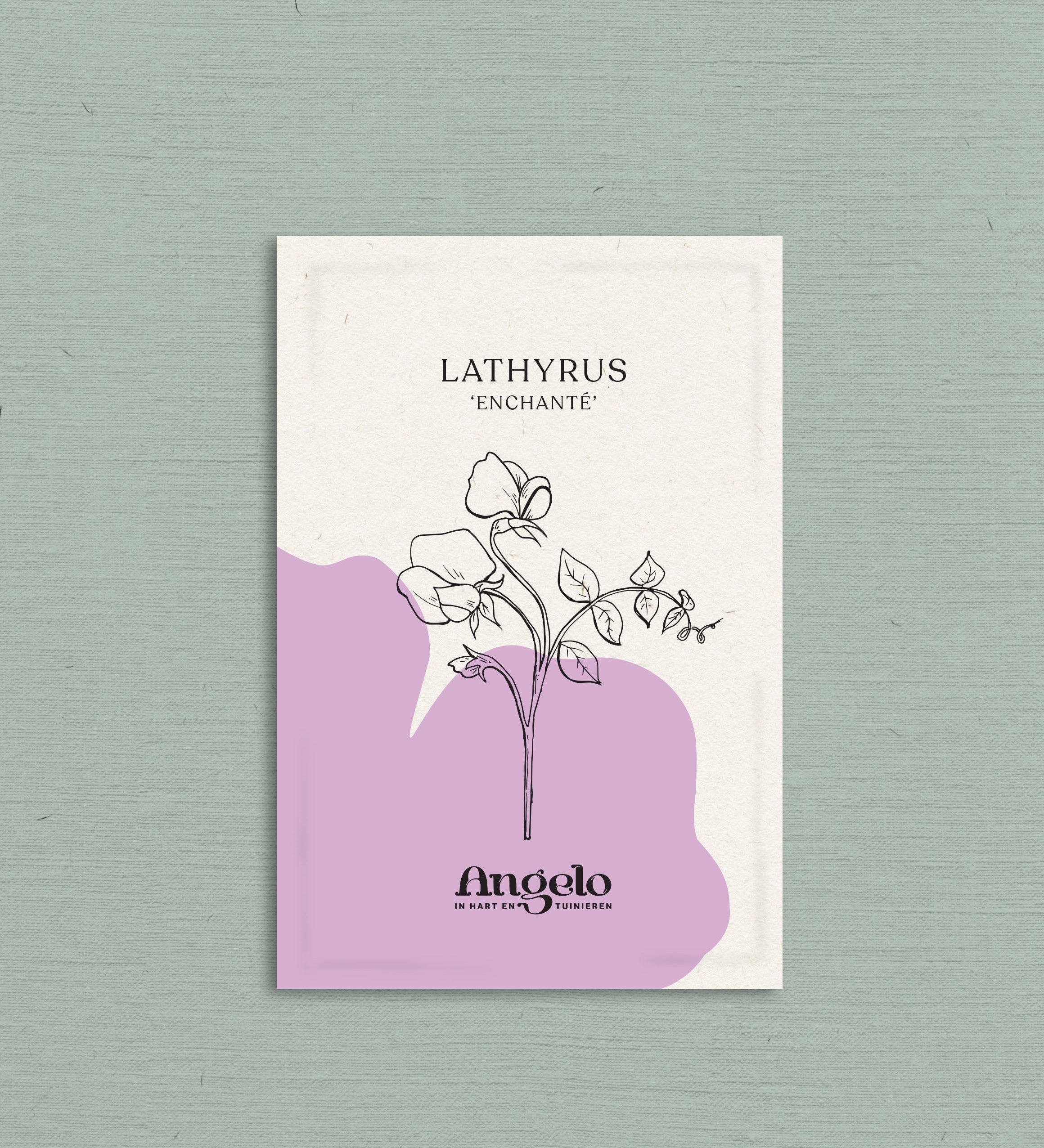 Lathyrus odoratus 'Enchanté'-Angelo