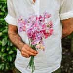 Lathyrus odoratus 'Enchanté'-Angelo
