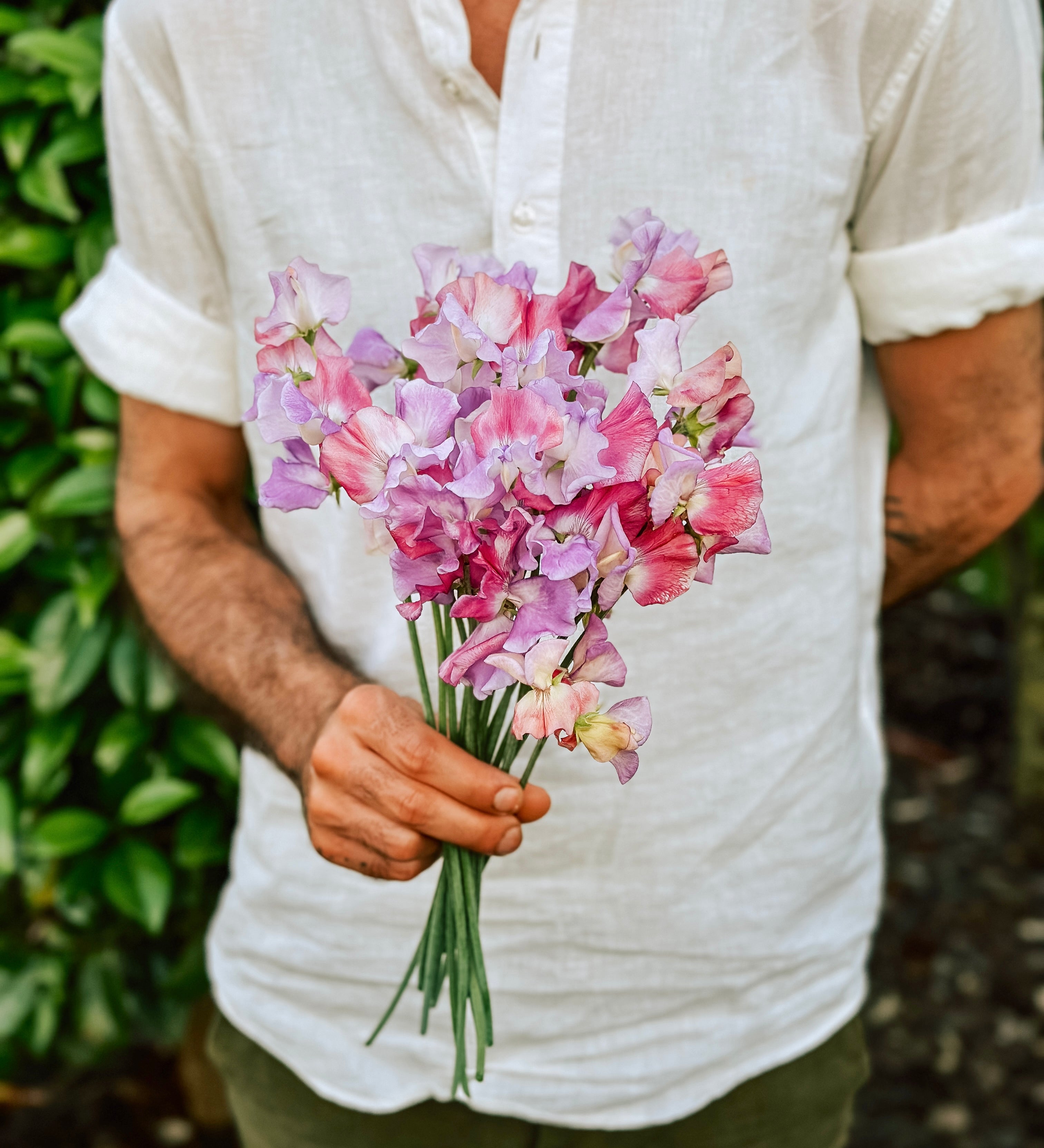 Lathyrus odoratus 'Enchanté'-Angelo