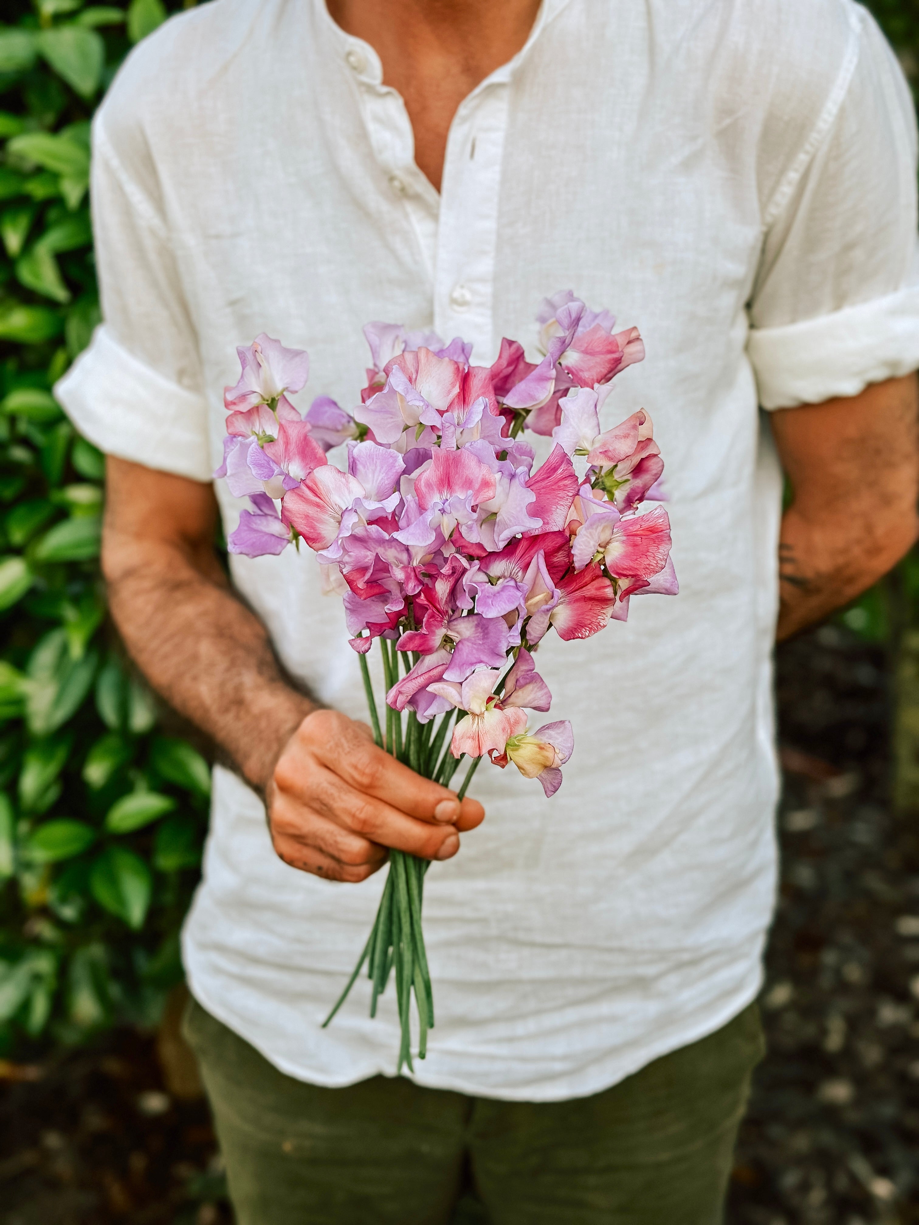 Lathyrus odoratus 'Enchanté'-Angelo