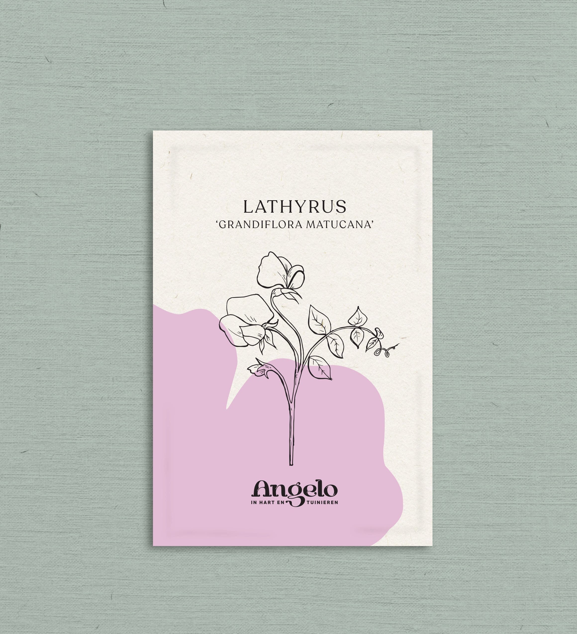 Lathyrus odoratus 'grandiflora matucana'-Angelo