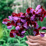 Lathyrus odoratus 'grandiflora matucana'-Angelo