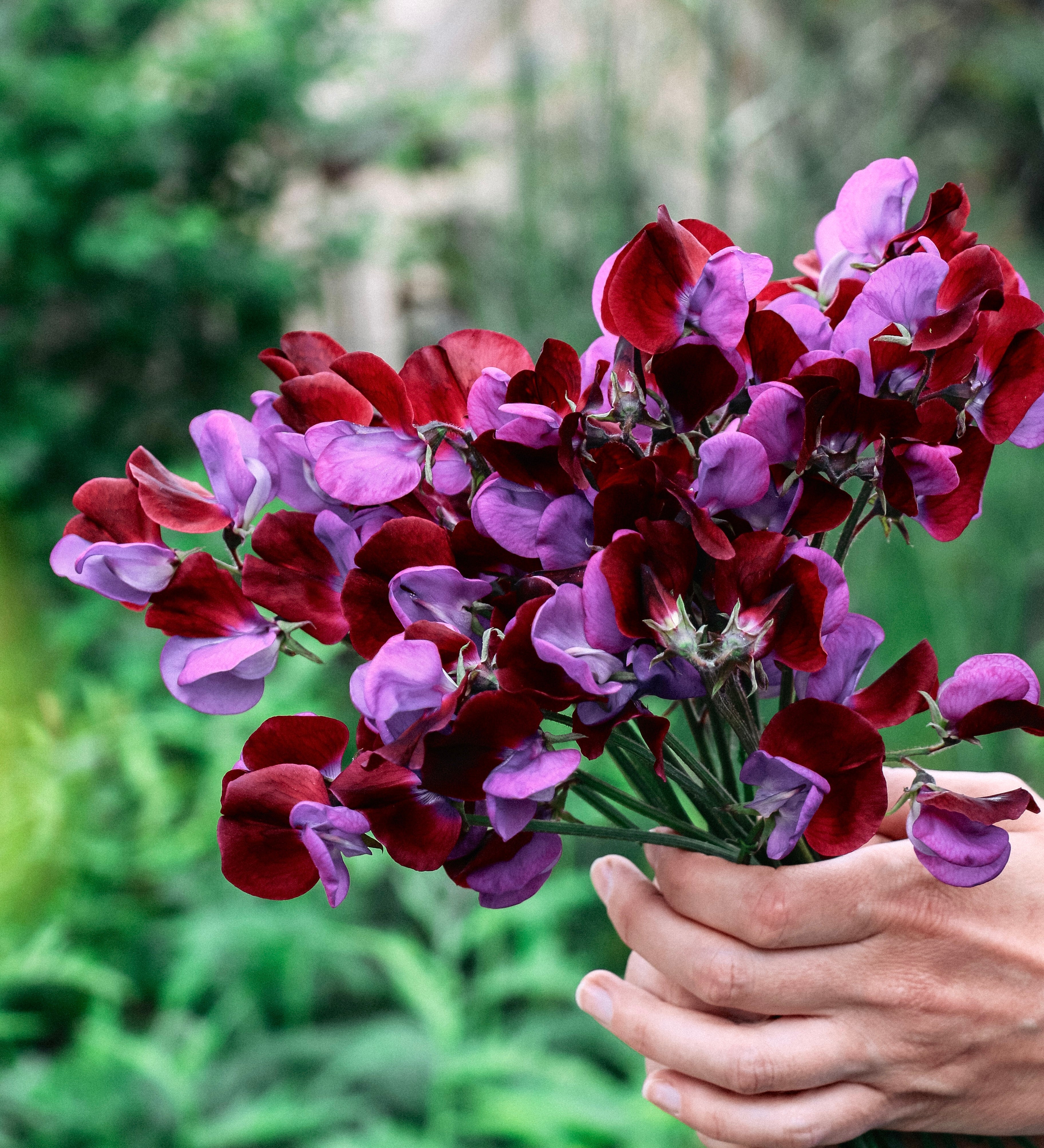 Lathyrus odoratus 'grandiflora matucana'-Angelo