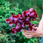 Lathyrus odoratus 'grandiflora matucana'-Angelo