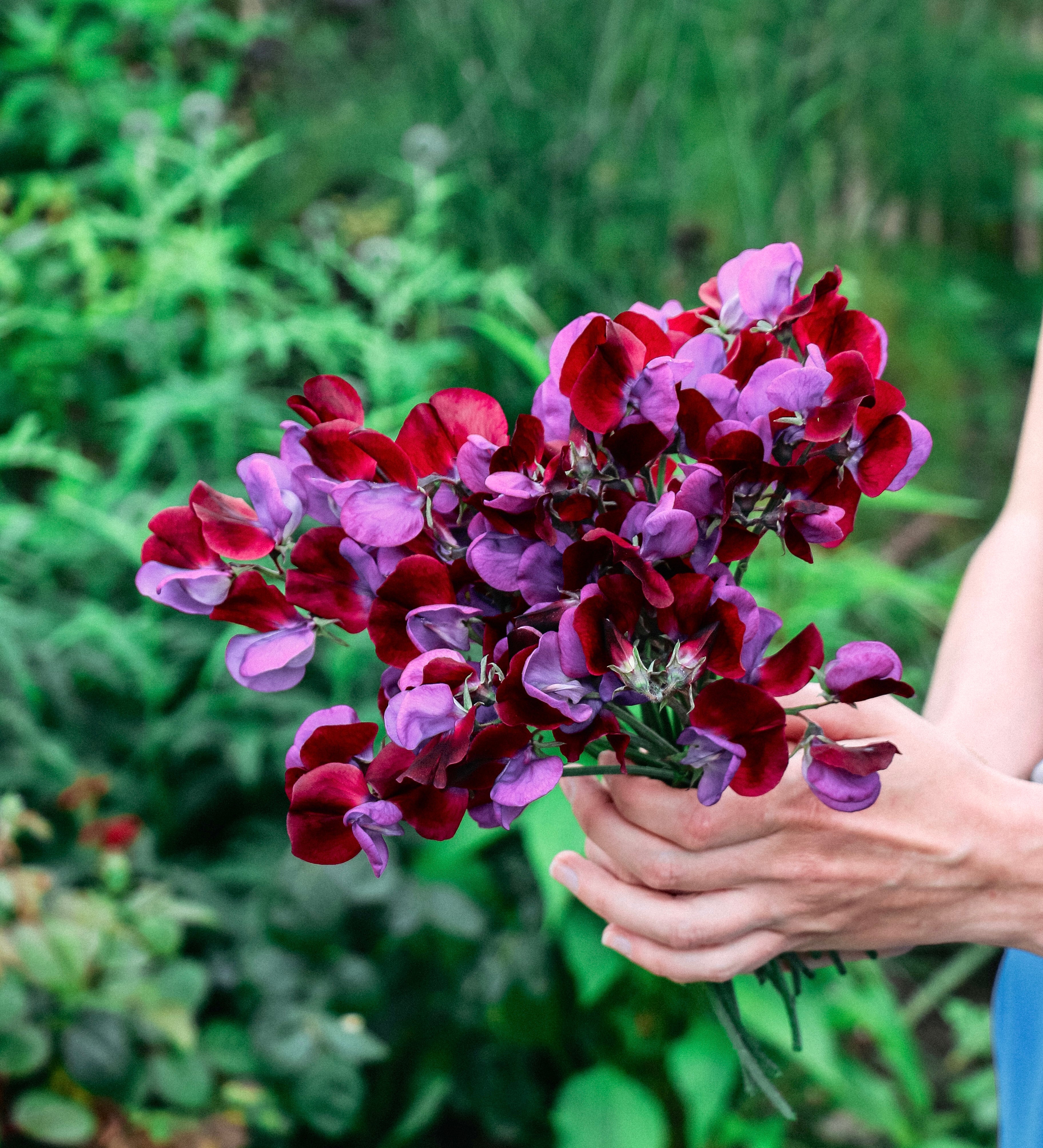 Lathyrus odoratus 'grandiflora matucana'-Angelo