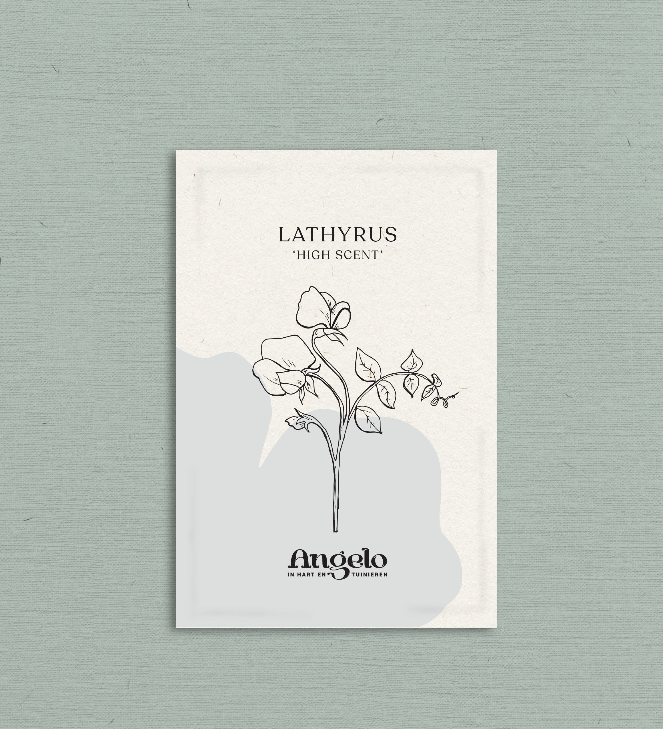 Lathyrus odoratus 'High Scent'-Angelo