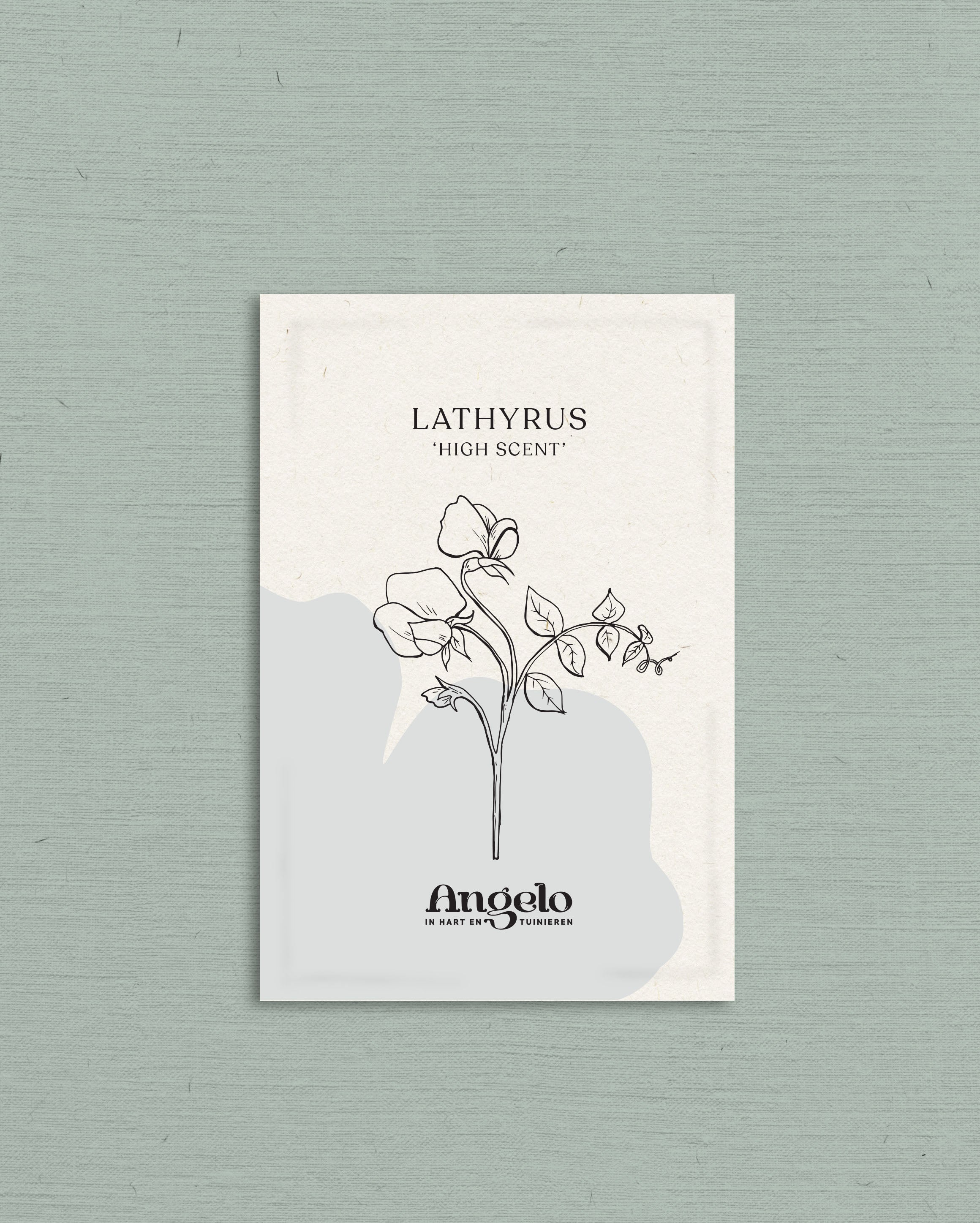 Lathyrus odoratus 'High Scent'-Angelo