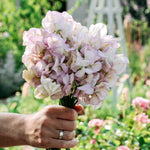 Lathyrus odoratus 'High Scent'-Angelo