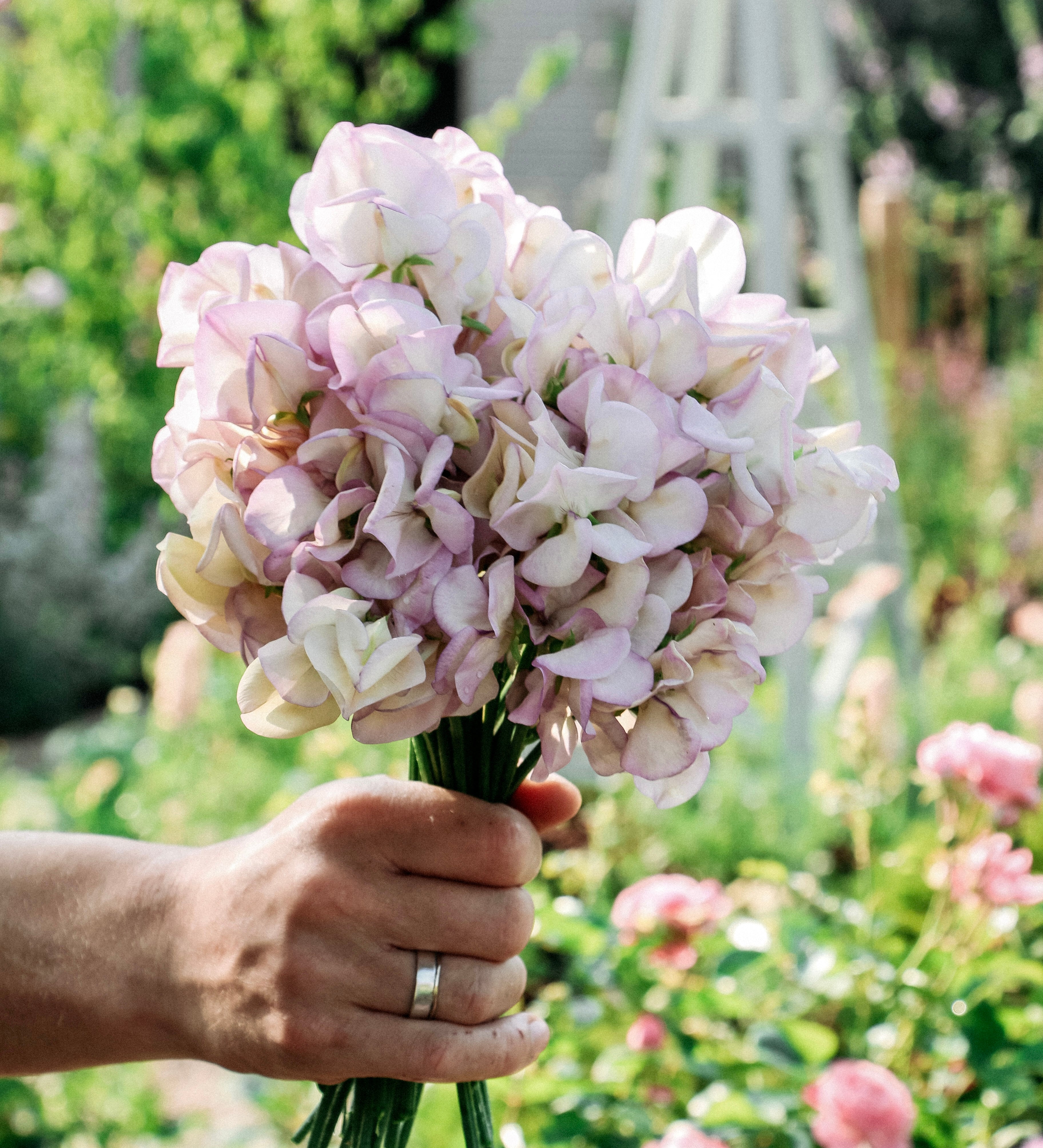 Lathyrus odoratus 'High Scent'-Angelo