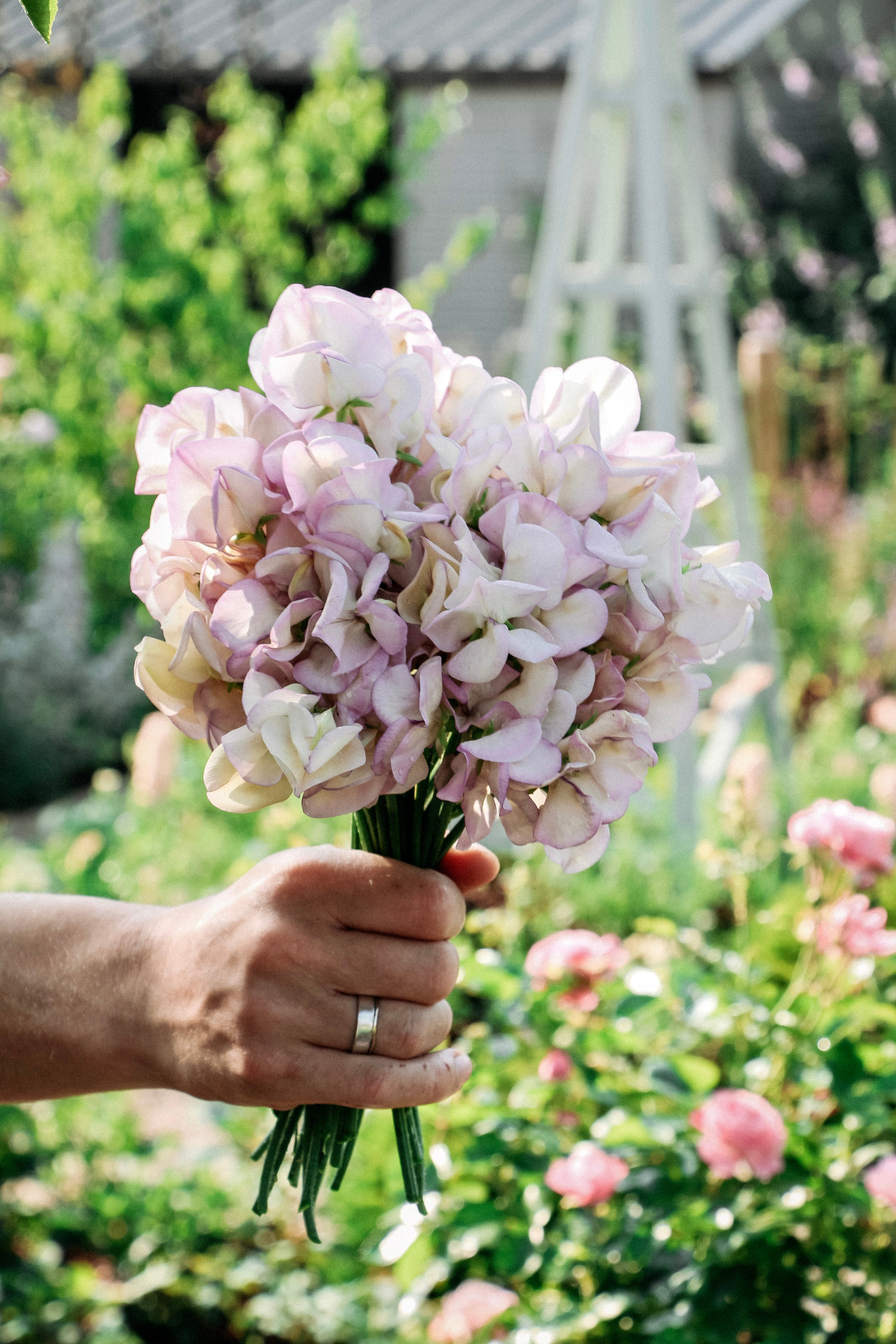 Lathyrus odoratus 'High Scent'-Angelo
