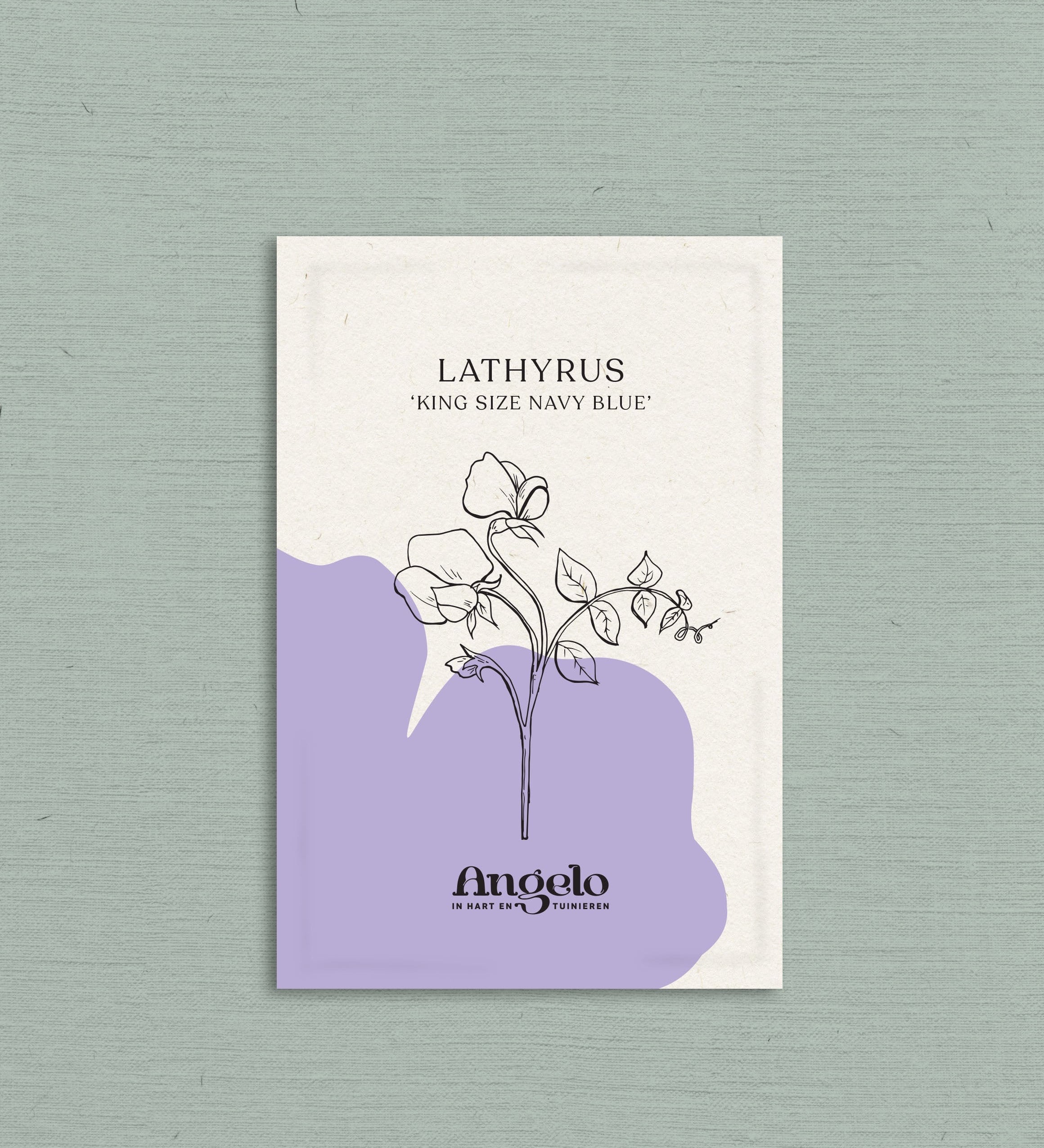 Lathyrus odoratus 'king size navy blue'-Angelo