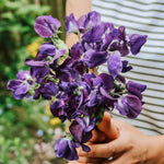 Lathyrus odoratus 'king size navy blue'-Angelo