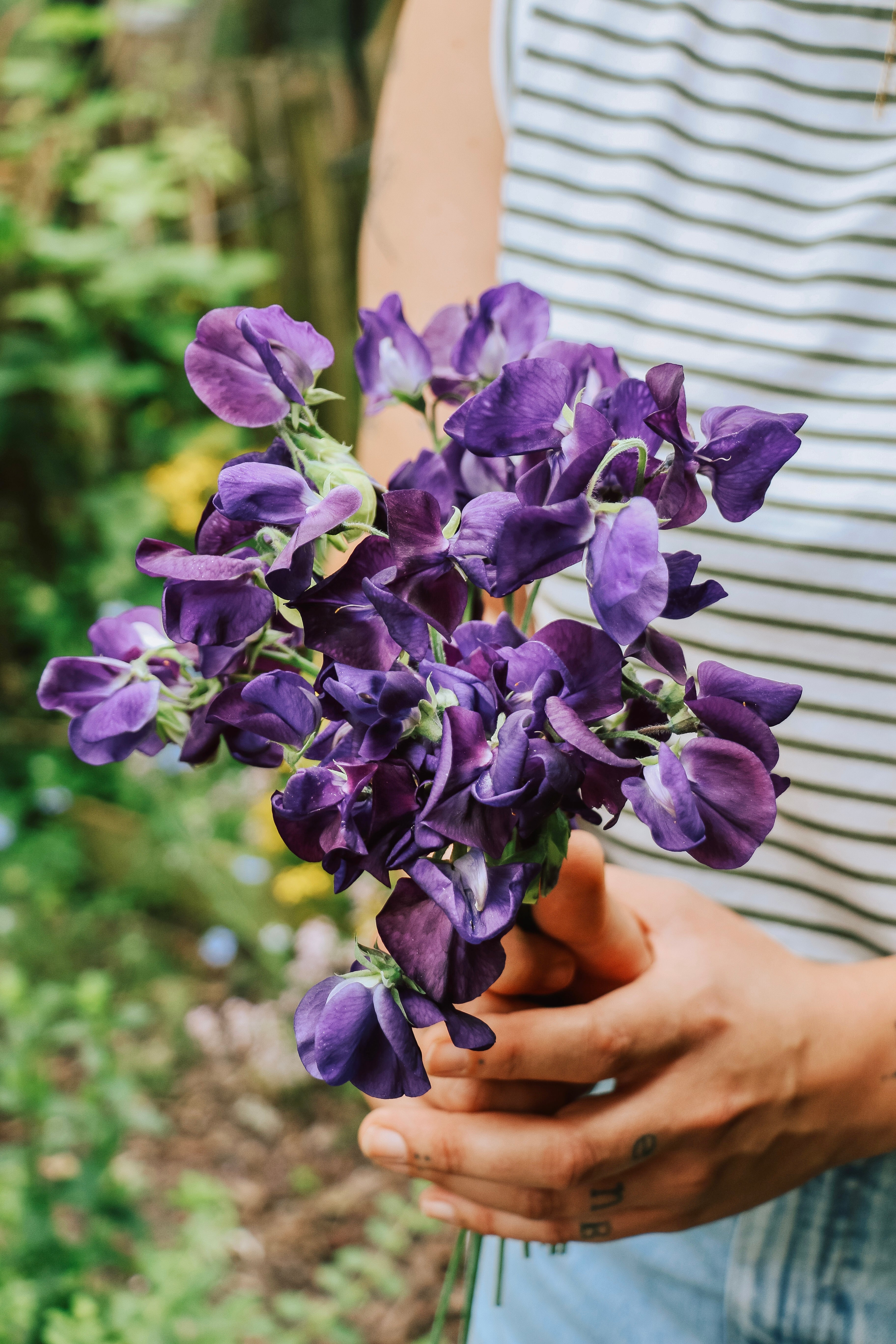 Lathyrus odoratus 'king size navy blue'-Angelo