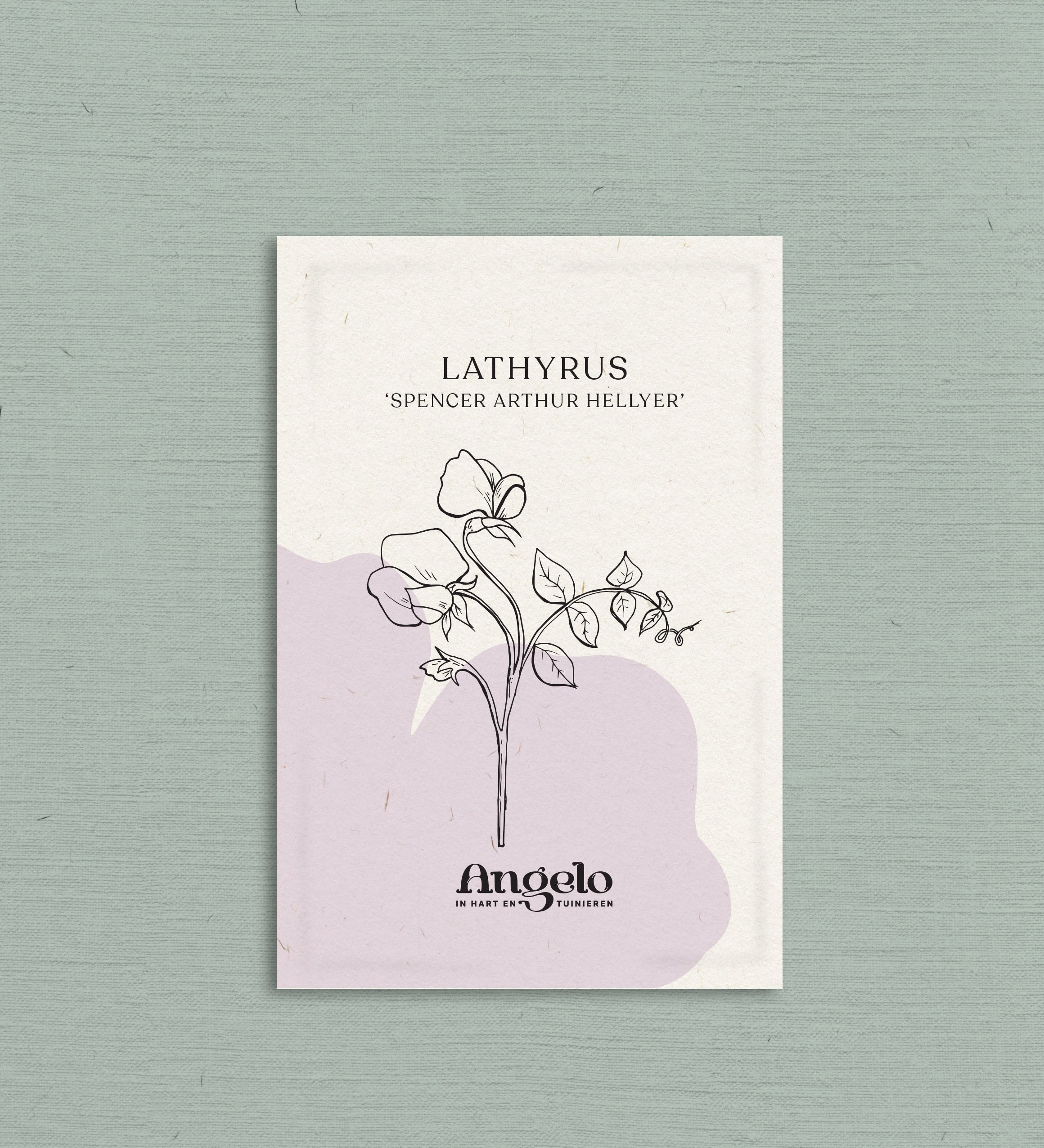 Lathyrus odoratus 'Spencer Arthur Hellyer'-Angelo