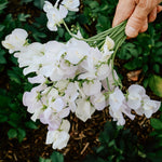 Lathyrus odoratus 'Spencer Arthur Hellyer'-Angelo